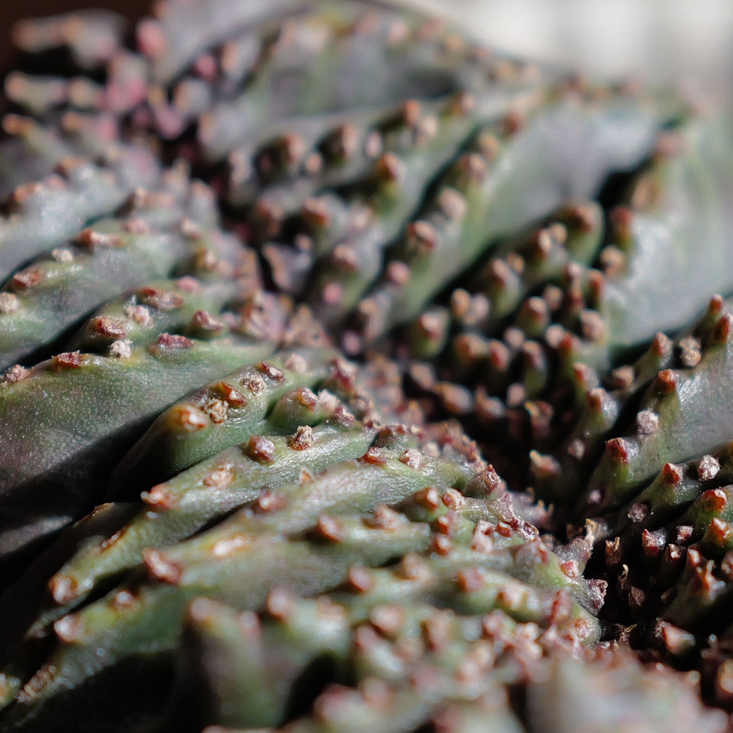 超厳選株】大株 最大幅約9.6cm 仔吹き 円扇綴化 オベサ
