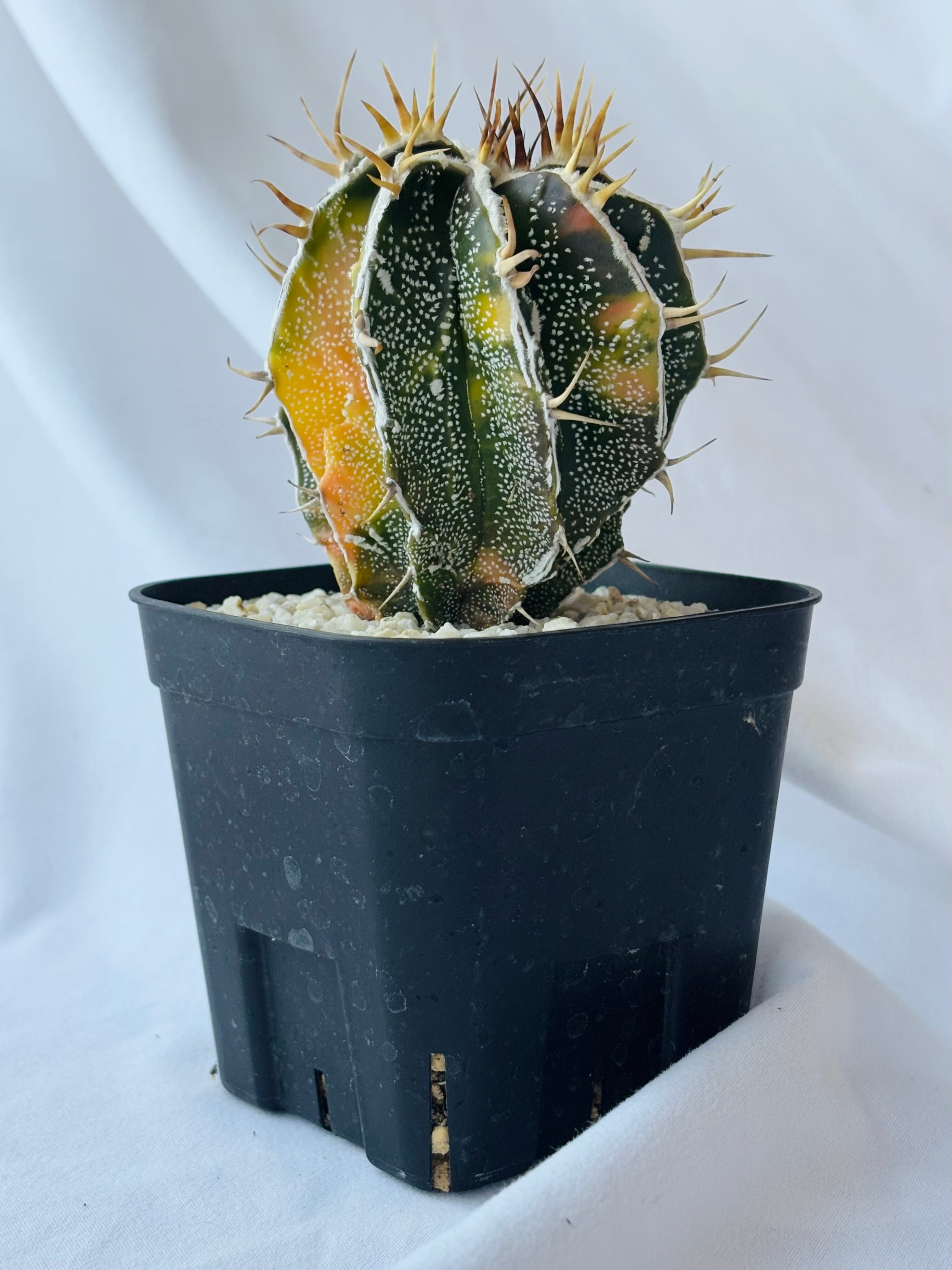 Astrophytum ornatum f. アストロフィツム 白条複隆般若錦 Astrophytum ornatum f. アストロフィツム 白条複隆般若錦