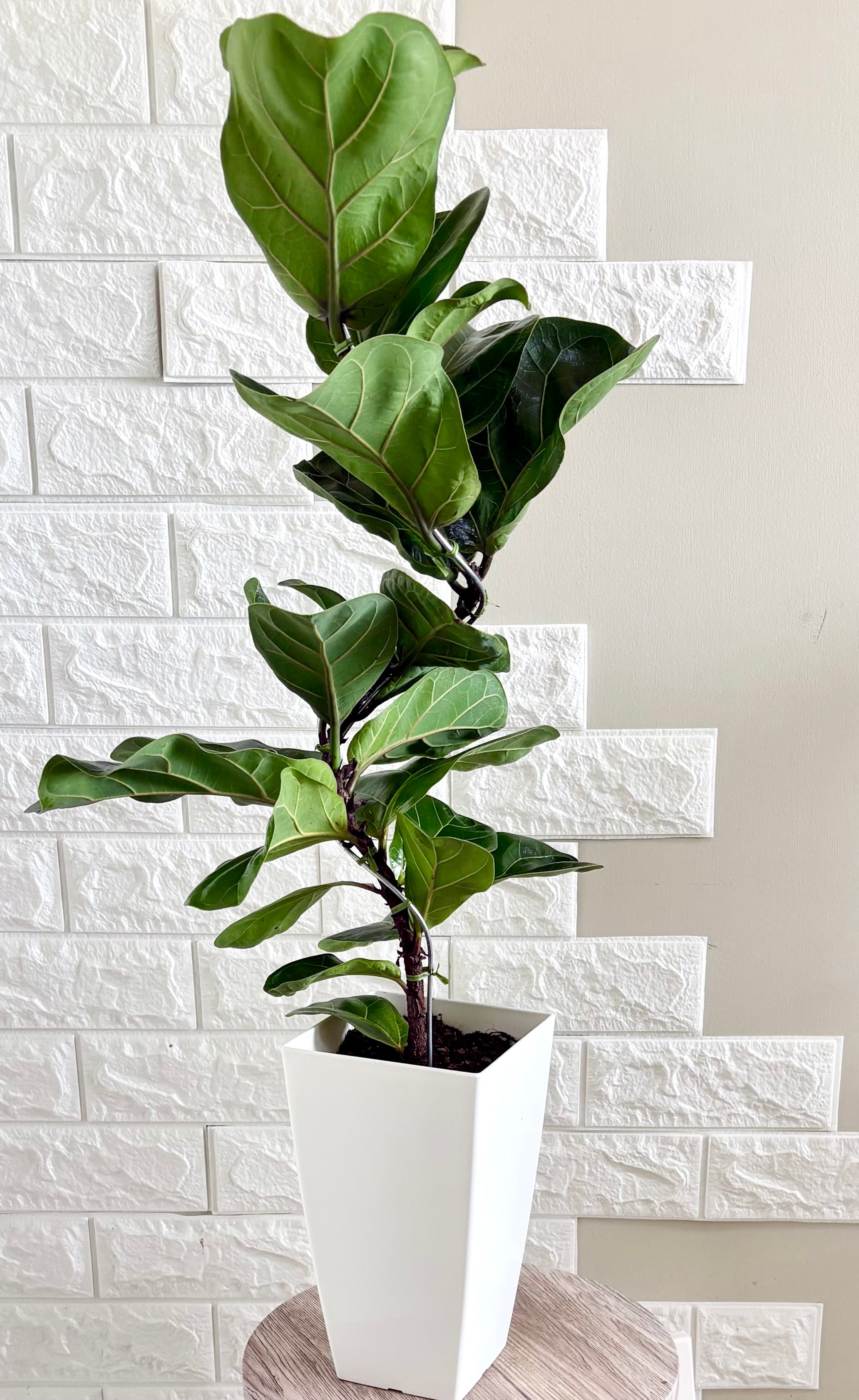 現品】フィカスバンビーノ 曲がり樹形 6号鉢 観葉植物 | 観葉植物のお