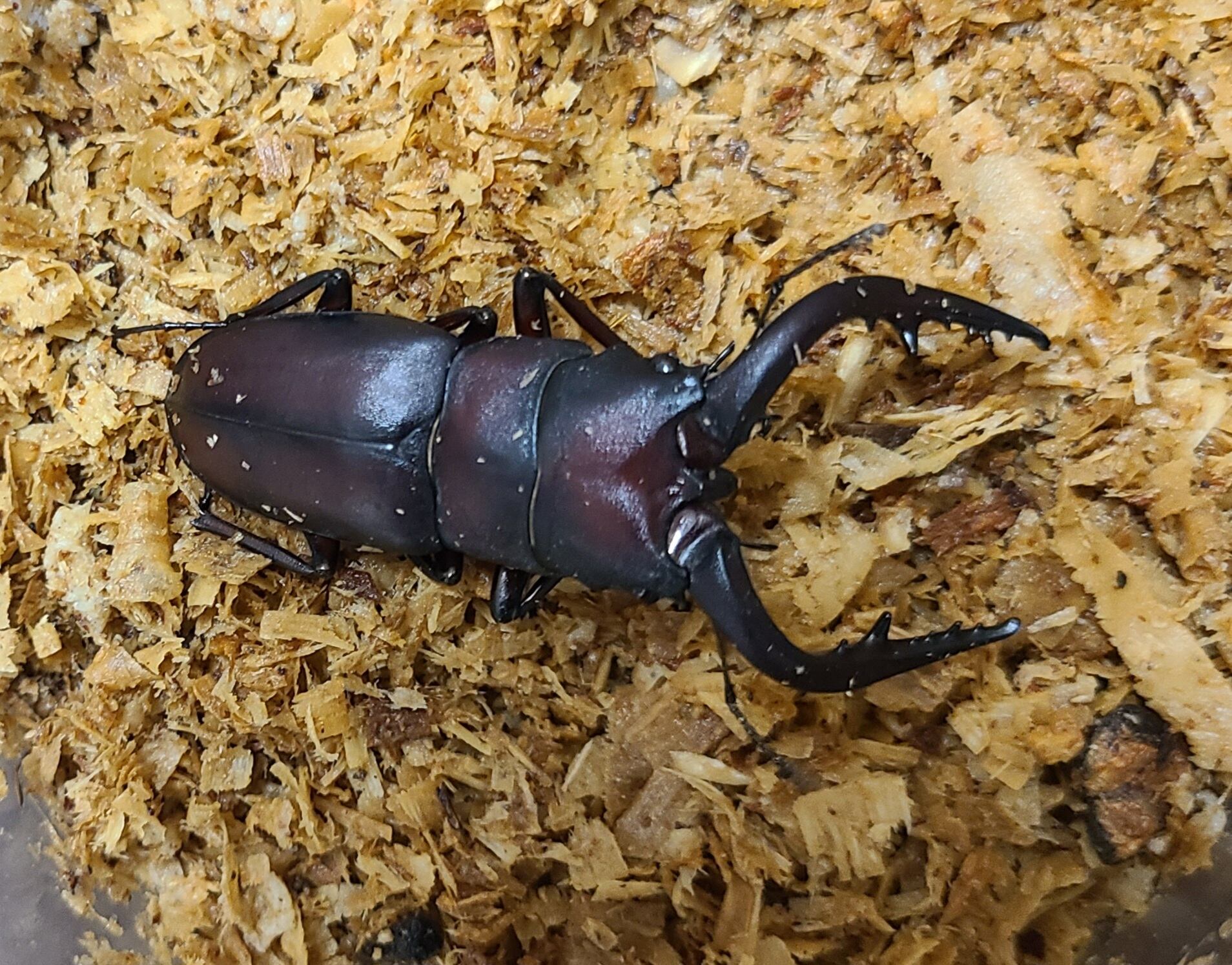 オオクワガタ久留米産82.5 mm