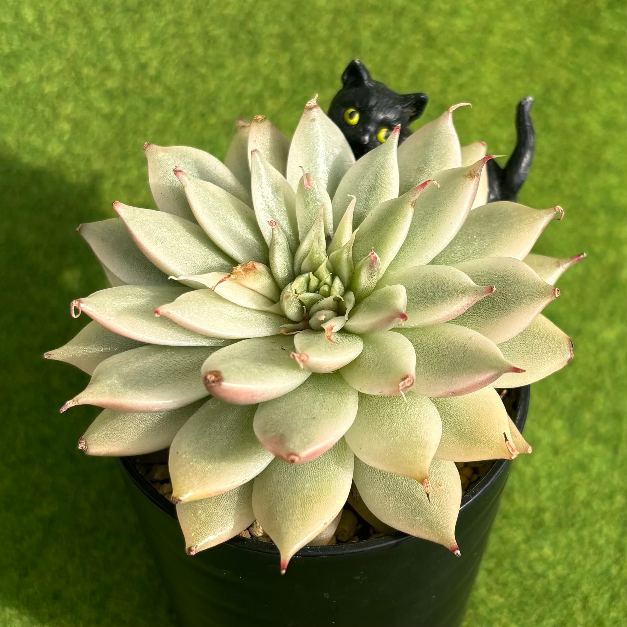 斑入り | 多肉植物 豆彦商店