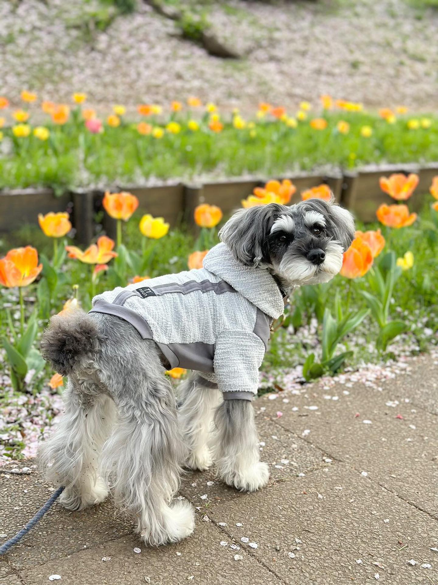 ジャージーツイード・パーカー 〈SAX GRAY＆GRAY〉 | n9un