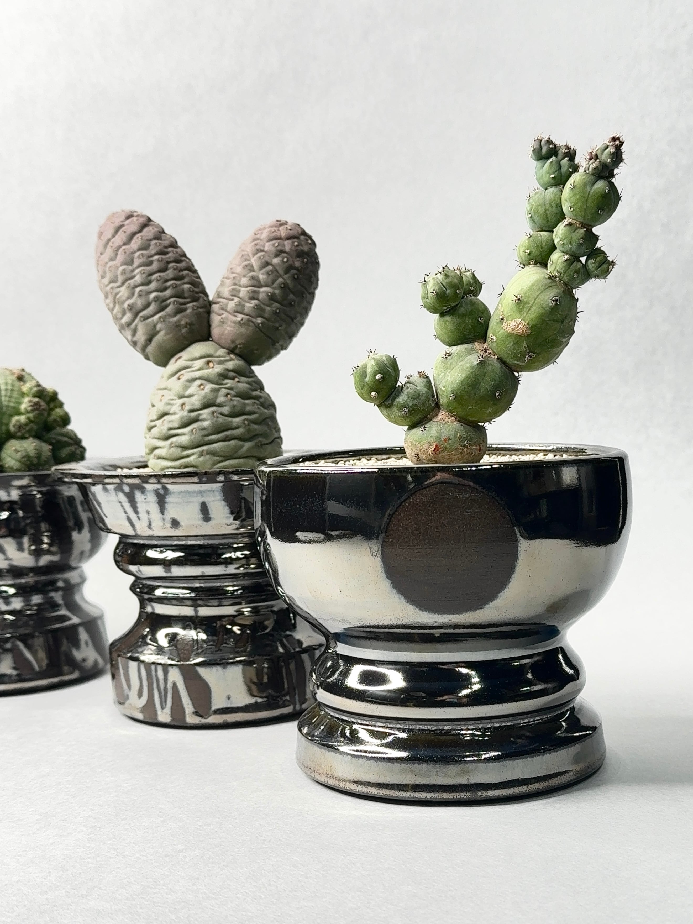 ミルチロカクタス・竜神木モンストローサ | trigger