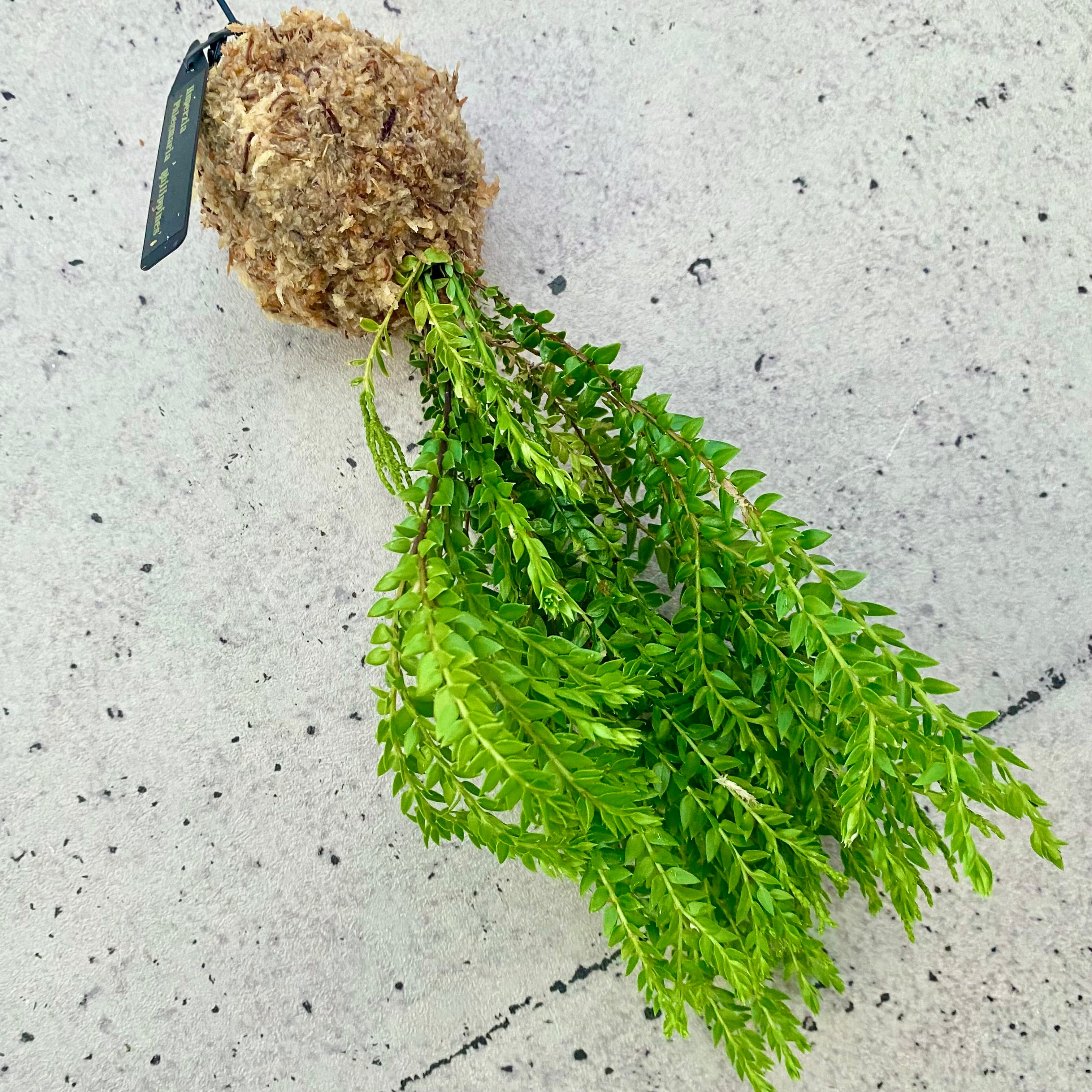Planet Plants プラネットプランツ