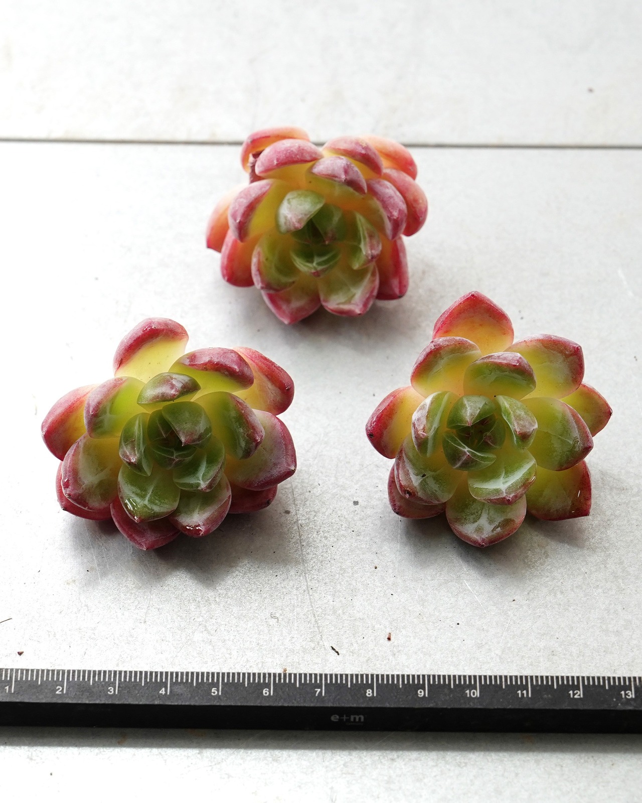 発根済カット苗 ピンクムーン M Echeveria 'Pink Moon'