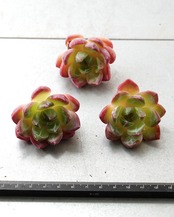 発根済カット苗 ピンクムーン M Echeveria 'Pink Moon'