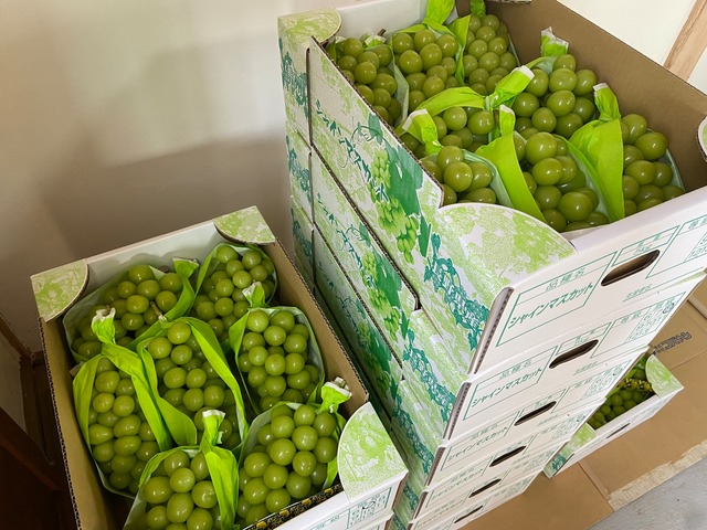 シャインマスカット ７～１０房（５ｋｇ）オープン箱