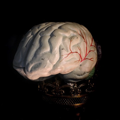 脳モデル