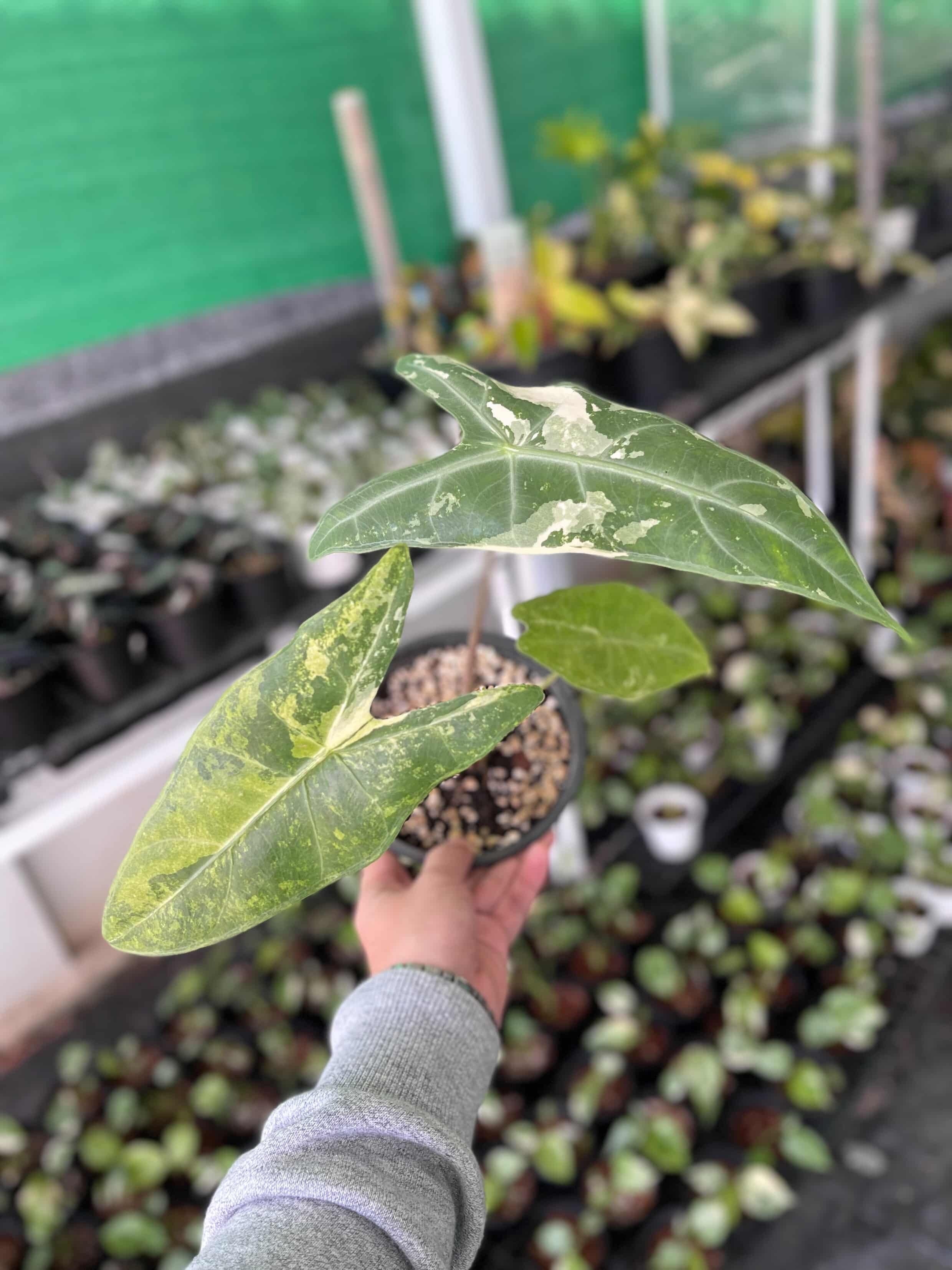 予約販売】 Alocasia melo Albo｜アロカシア メロ アルボ｜TC苗｜希少