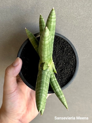 Sansevieria Meena【artPLANTs】サンスベリア/サンセベリア