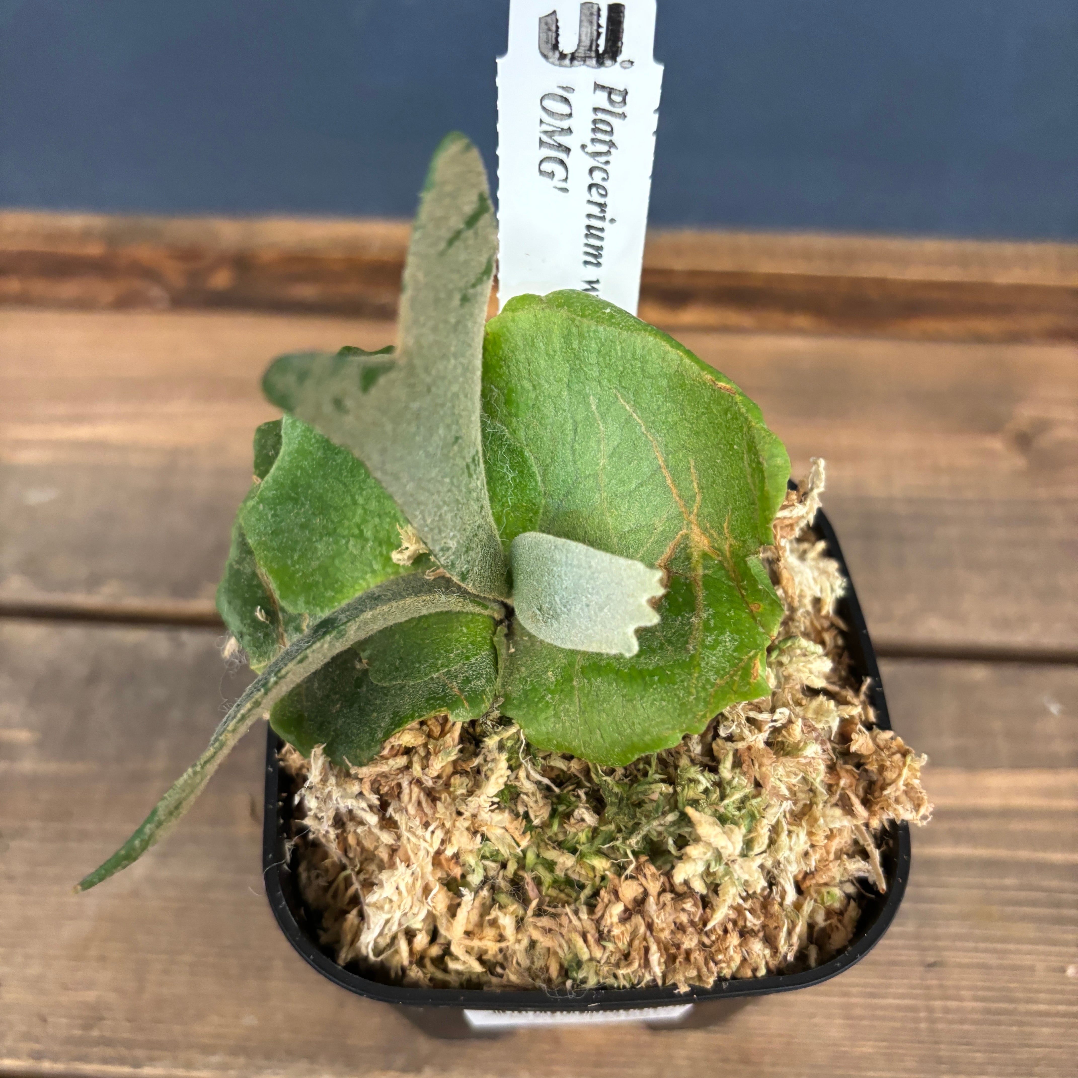 P. willinckii \