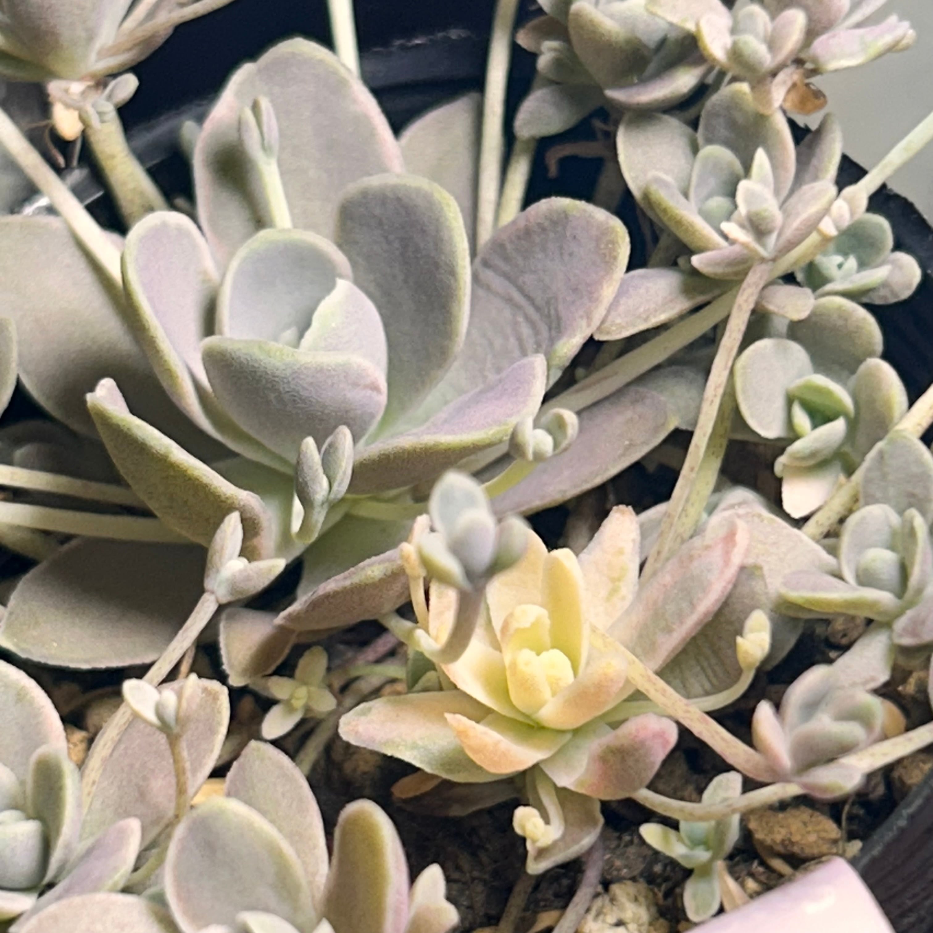 子持ち蓮華錦 | RuPo 多肉植物専門店