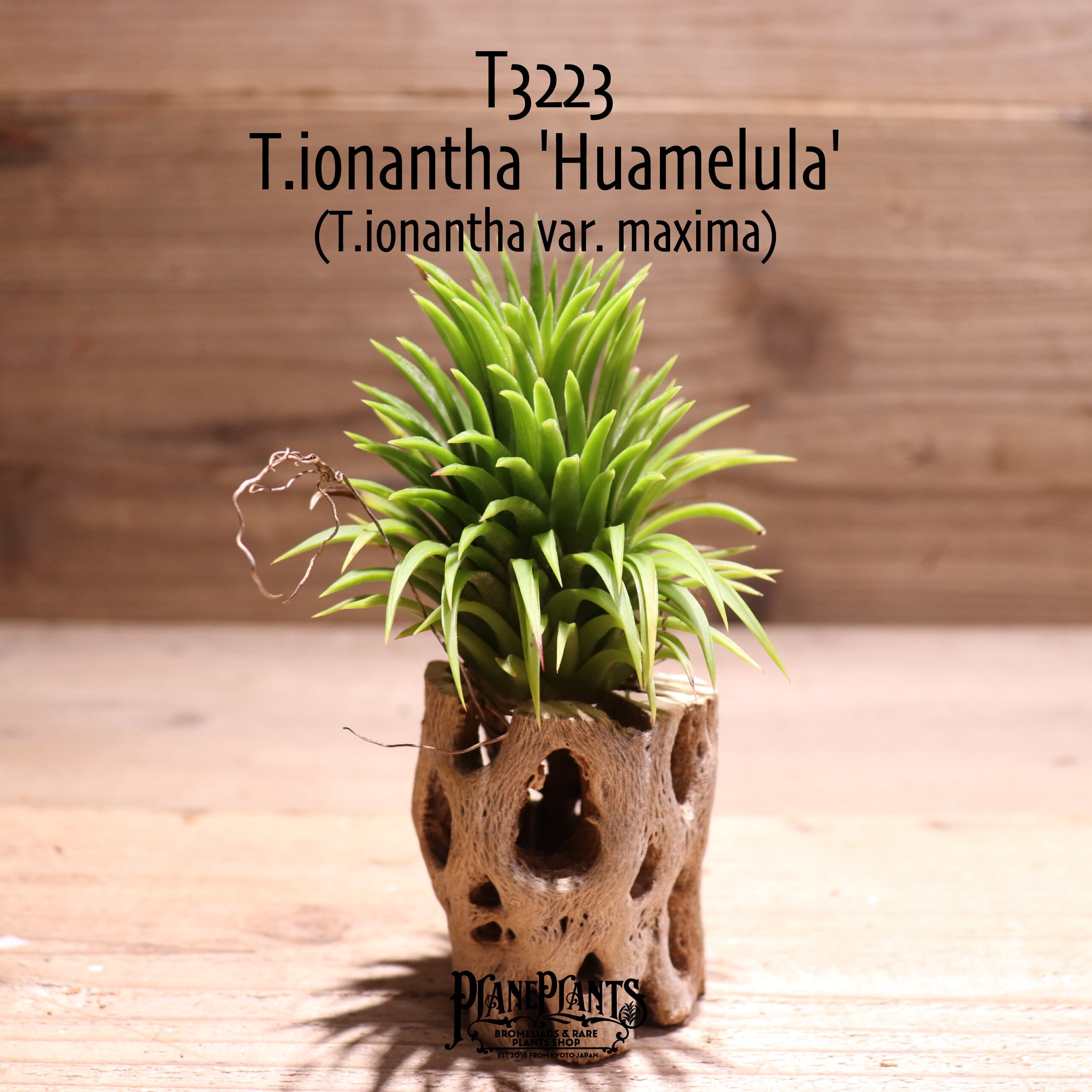 【送料無料】ionantha 'Huamelula'〔エアプランツ〕現品発送T3223