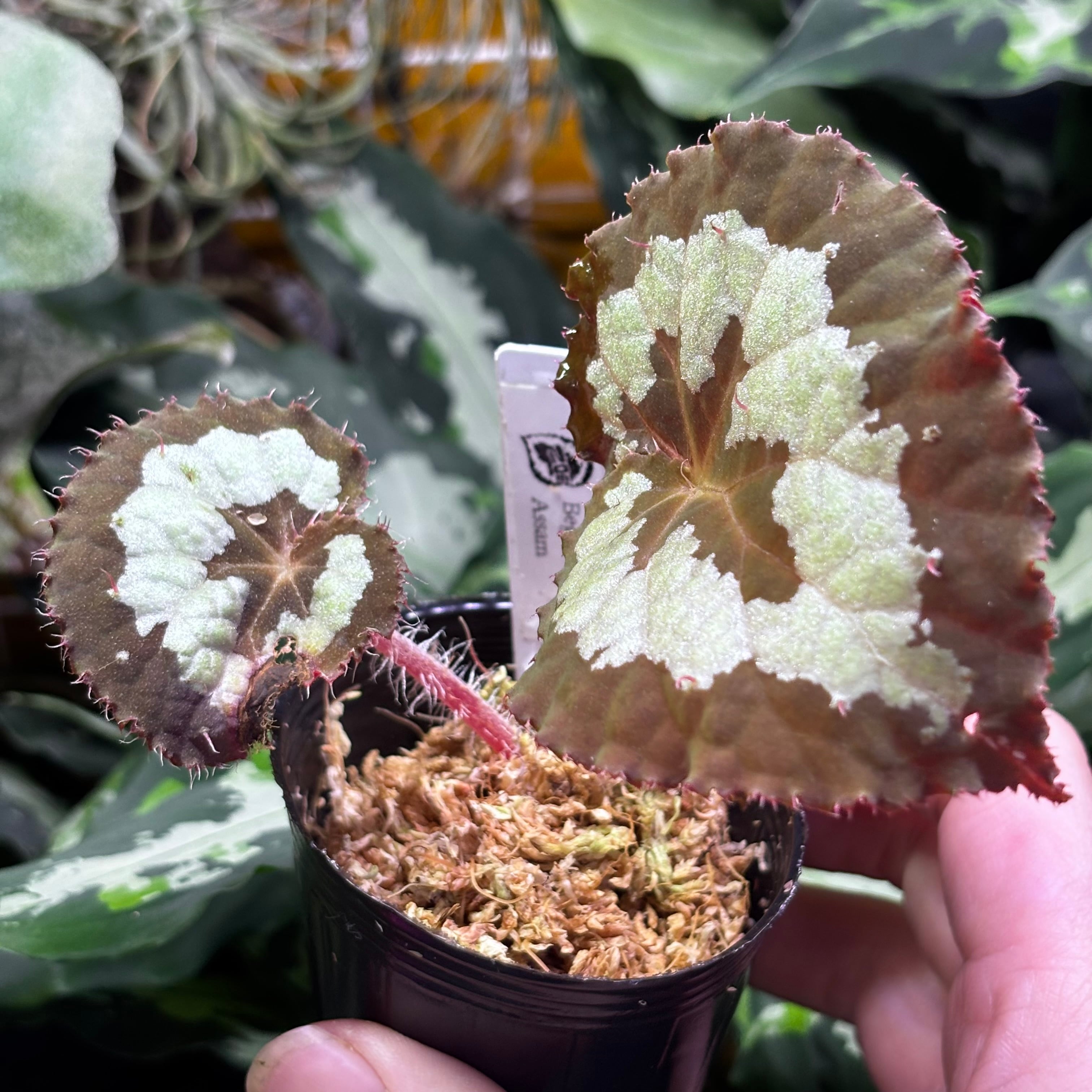 Begonia rex Assam 原種ベゴニア レックス | 熱帯雨林植物専門店 トイ