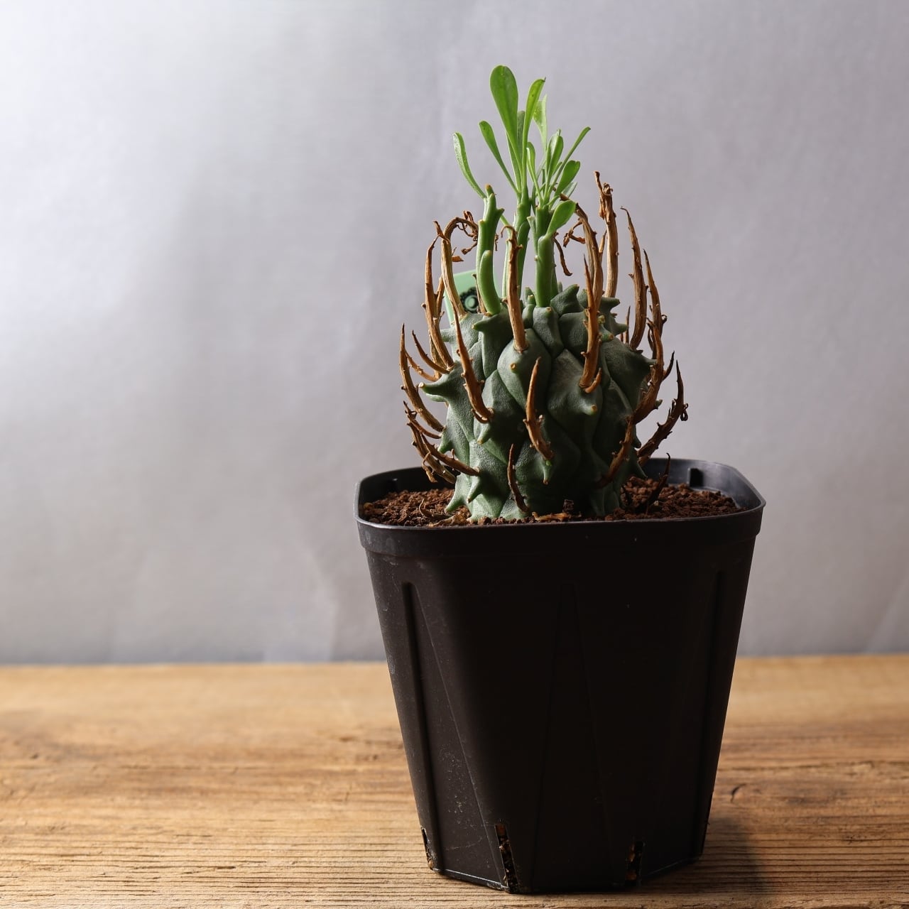 354 空へ突き上げる大地のツノ『実生ユーフォルビア 闘牛角』観葉植物