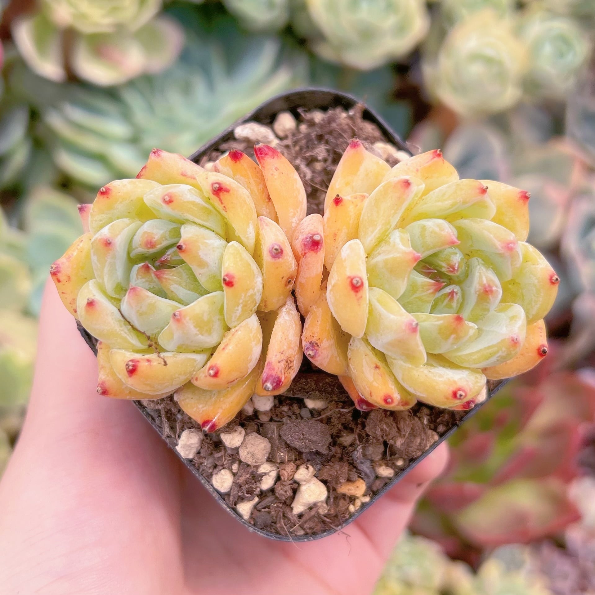 現品　紫玲#F241　るる農園