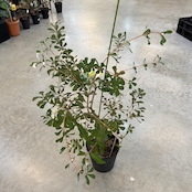 コースト バンクシア【1011】