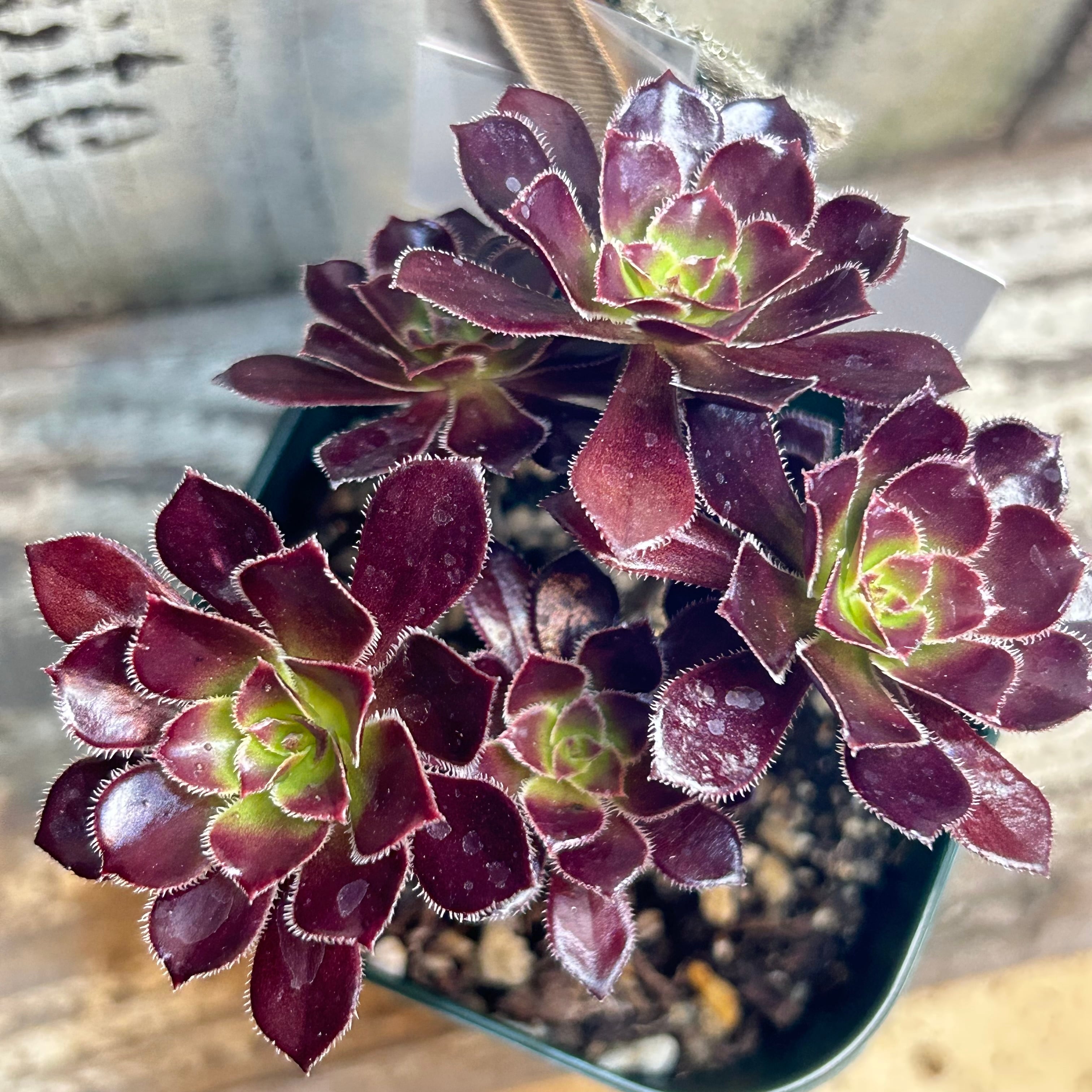 アエオニウム 黒悪魔＆紅悪魔♡抜き苗セット