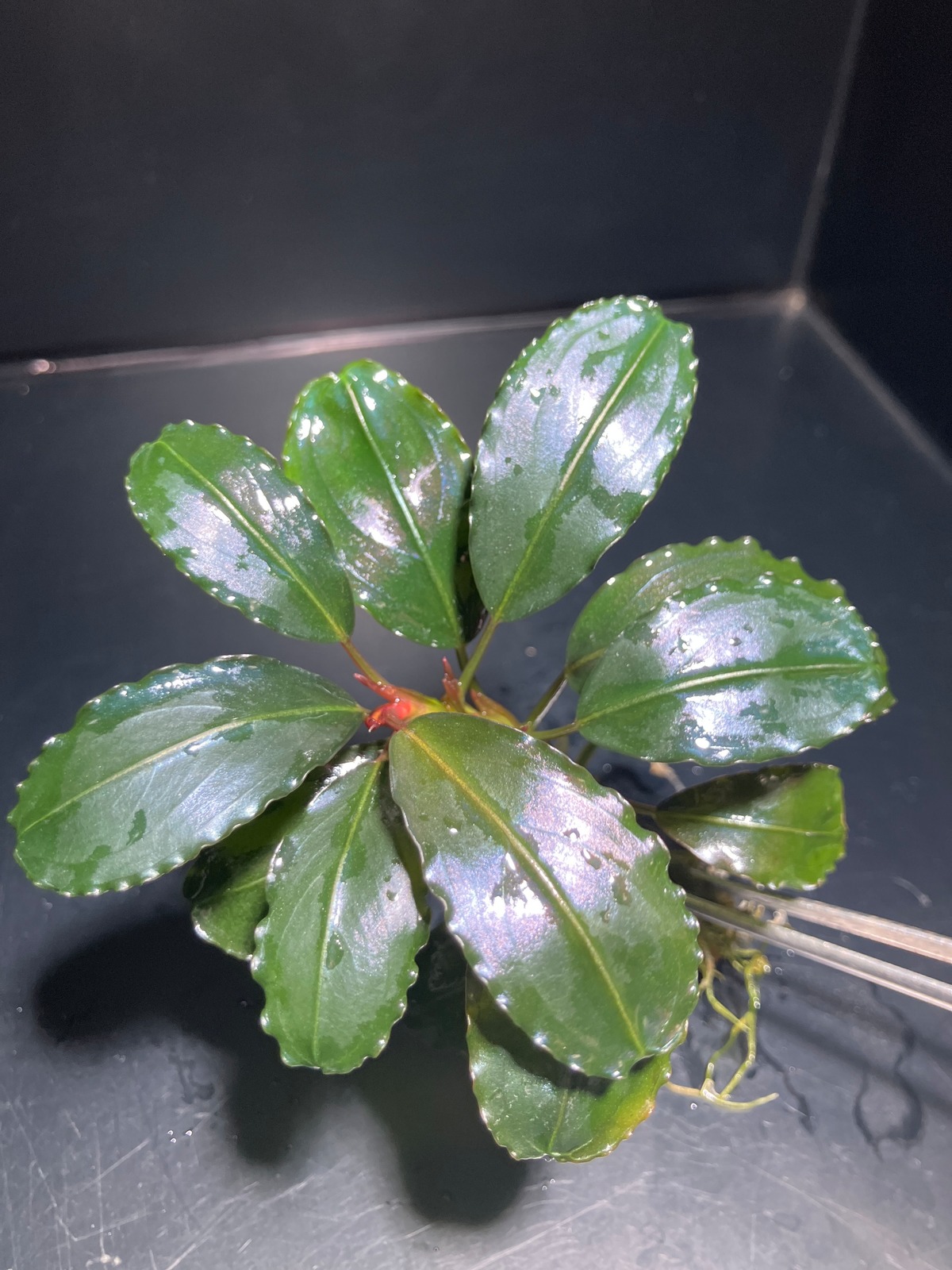 Bucephalandra sp. Nanga Taman【TB】 | Plants Base