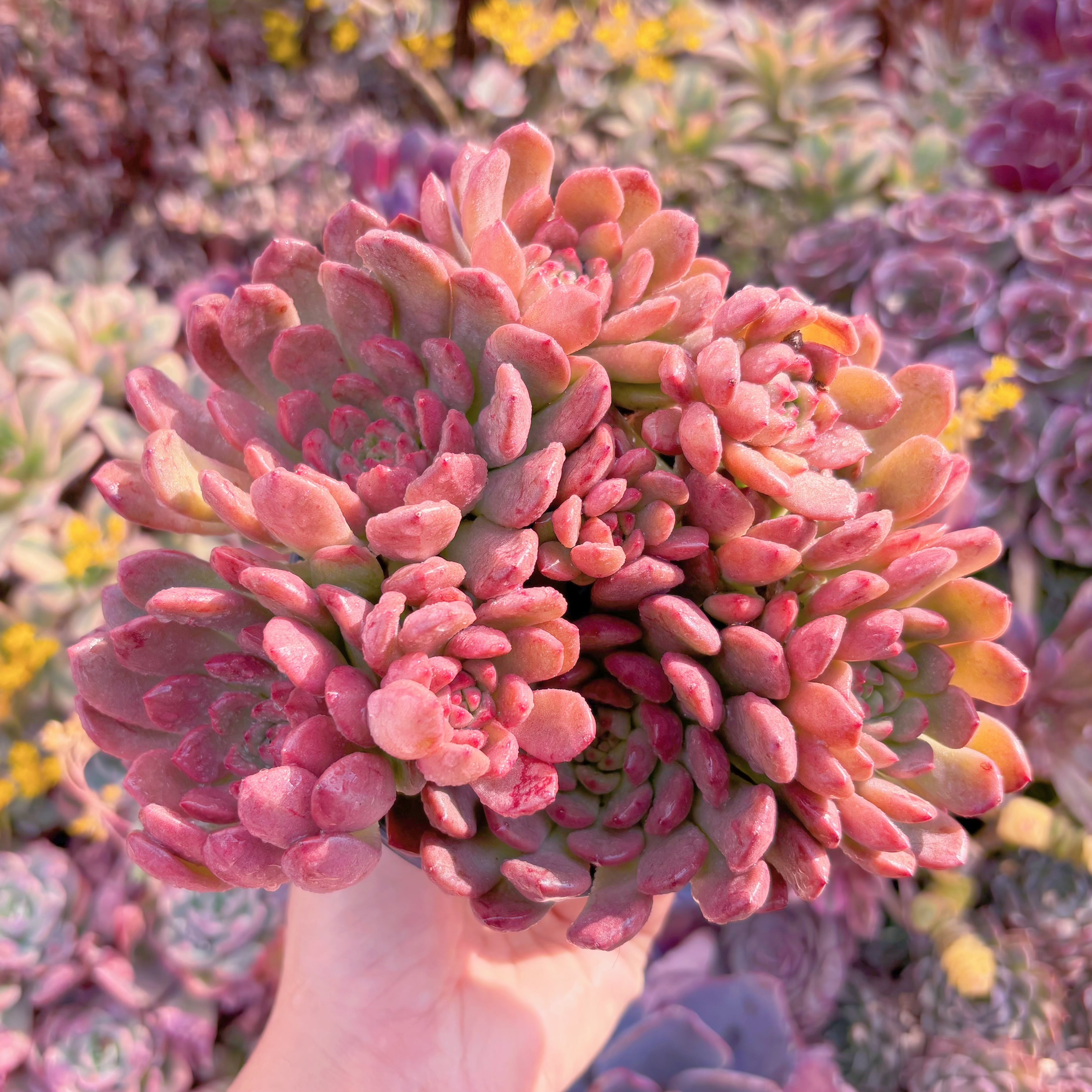 現品　ピンクルルビー#M019　大群生　美苗　 新入荷　るる農園