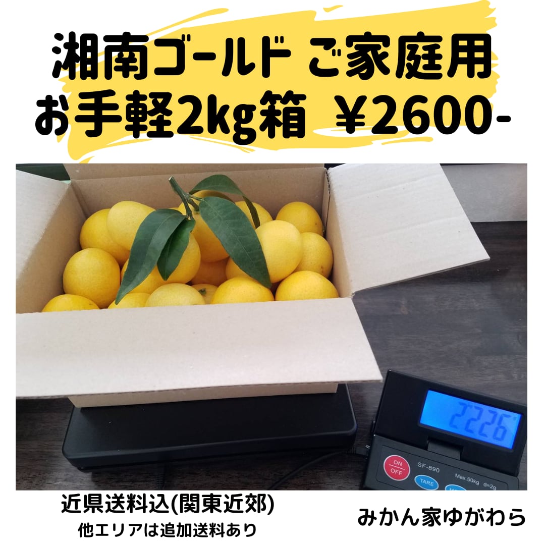 ぽんかん Lサイズ 2．5K | 春 Spring fruits,ぽんかん