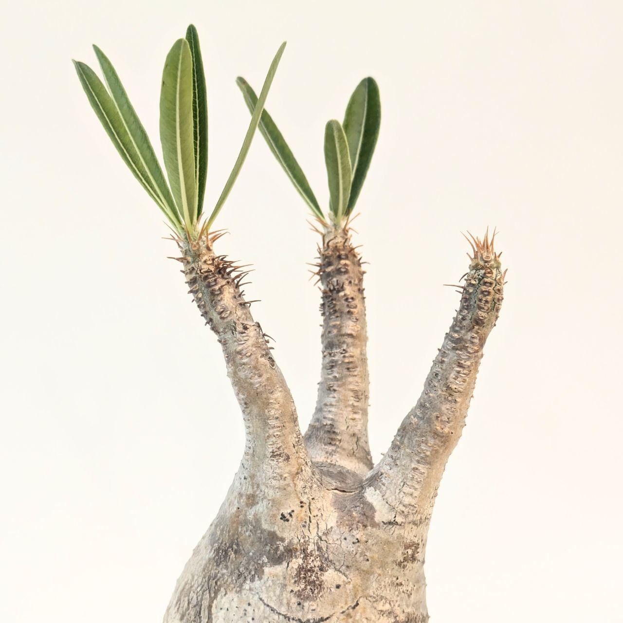 パキポディウム ロスラーツム グラキリス Pachypodium rosulatum var