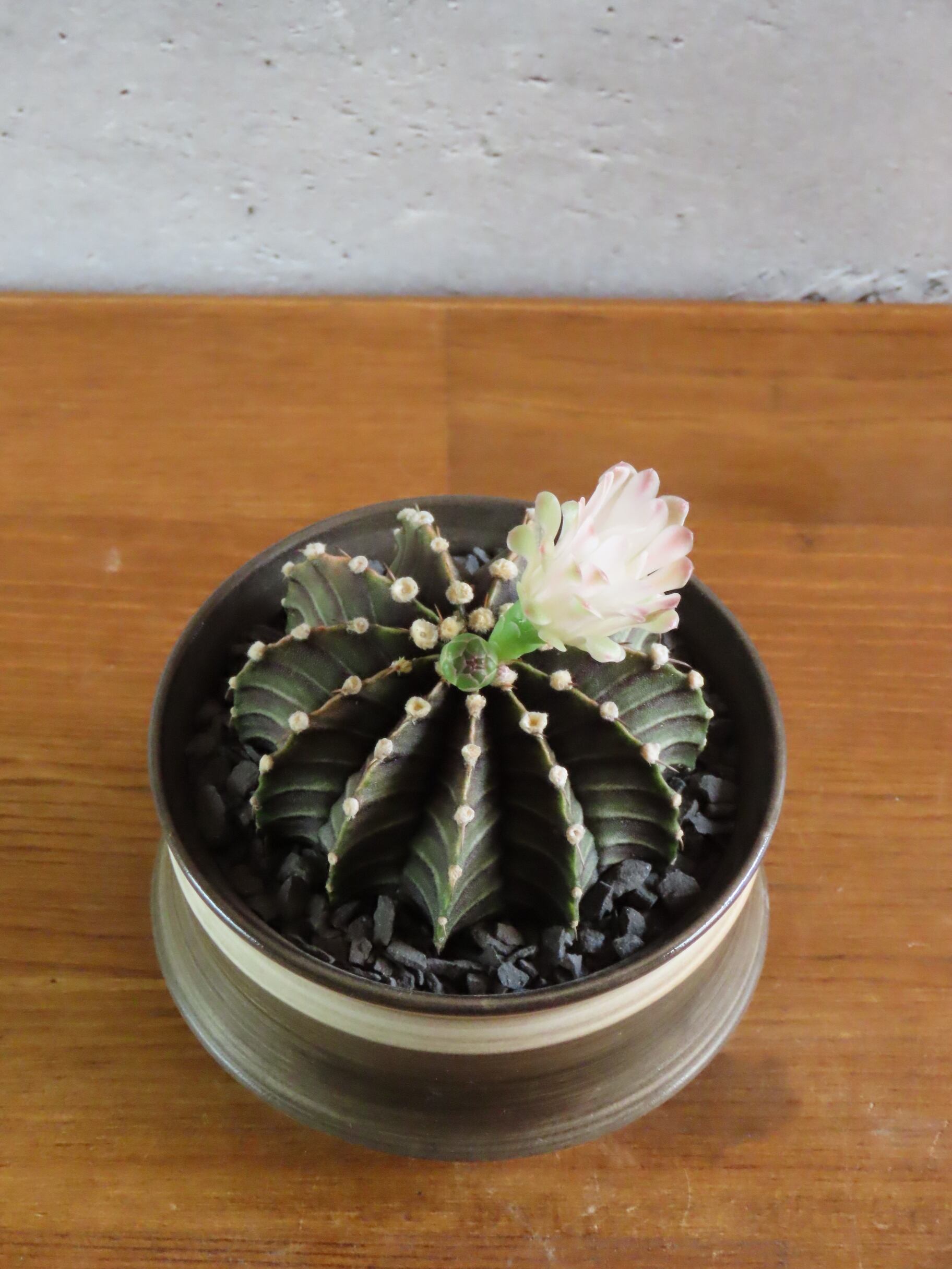 ギムノカリキウム LB2178 大株 | RePlants