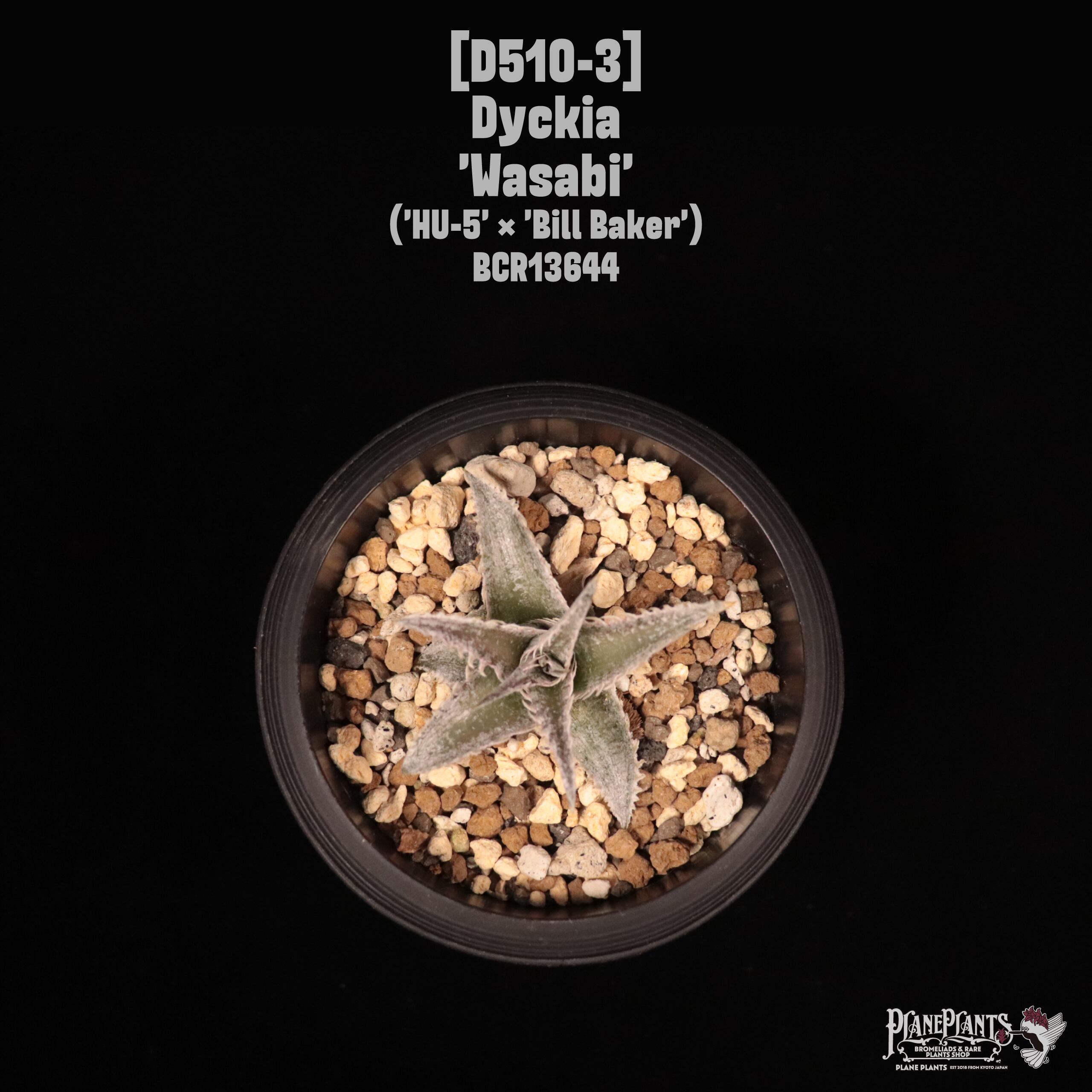 Dyckia | plane plants