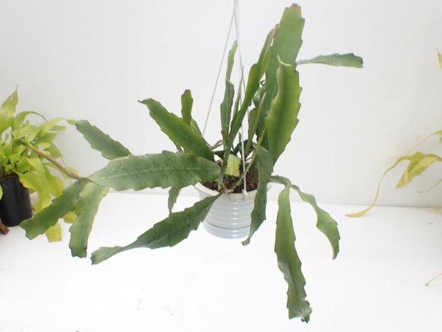Epiphyllum sp. peru　４号吊り鉢　着脱受け皿付き