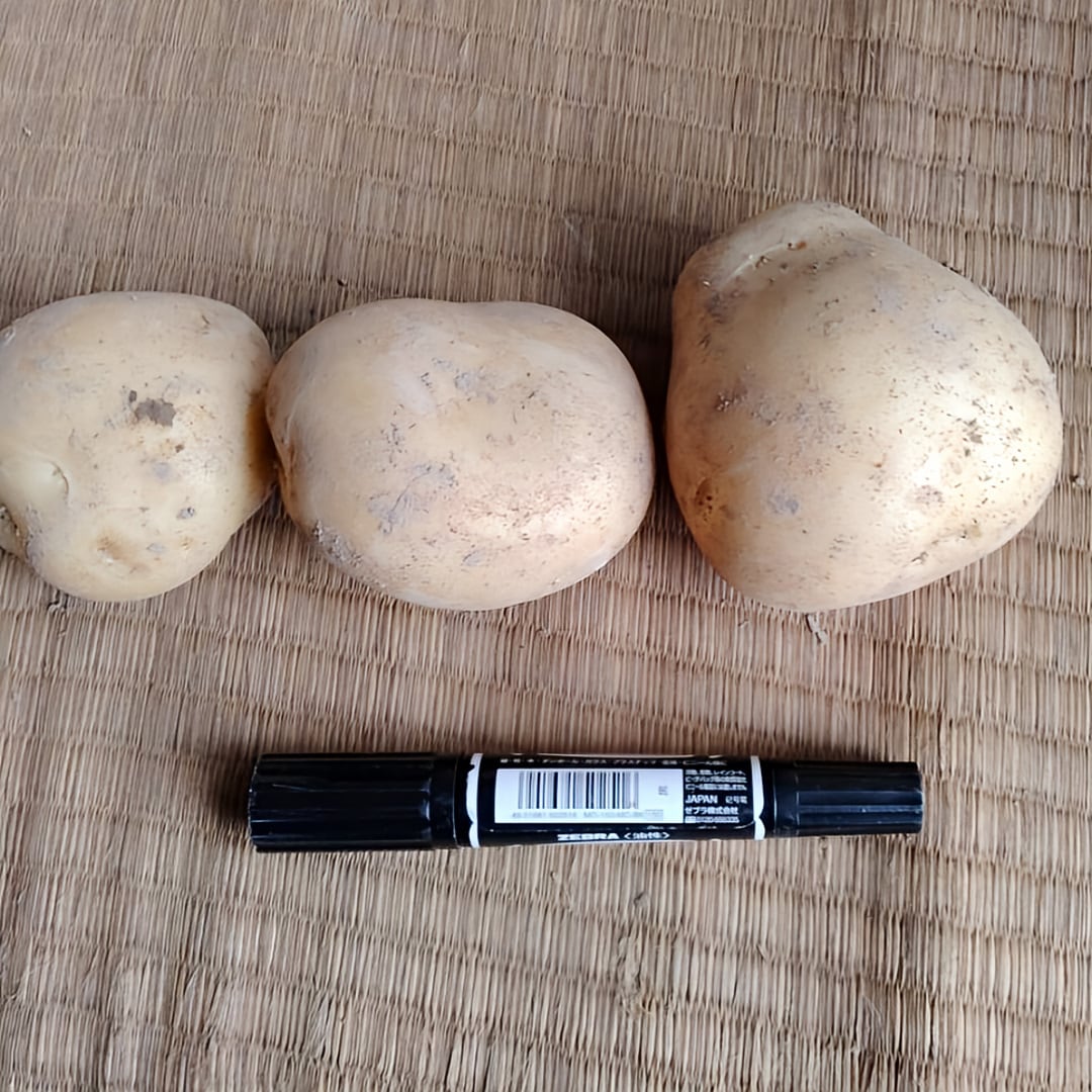 有機栽培 熊本県天草産の野菜】じゃがいも（5Kg）（有機JAS認証対応