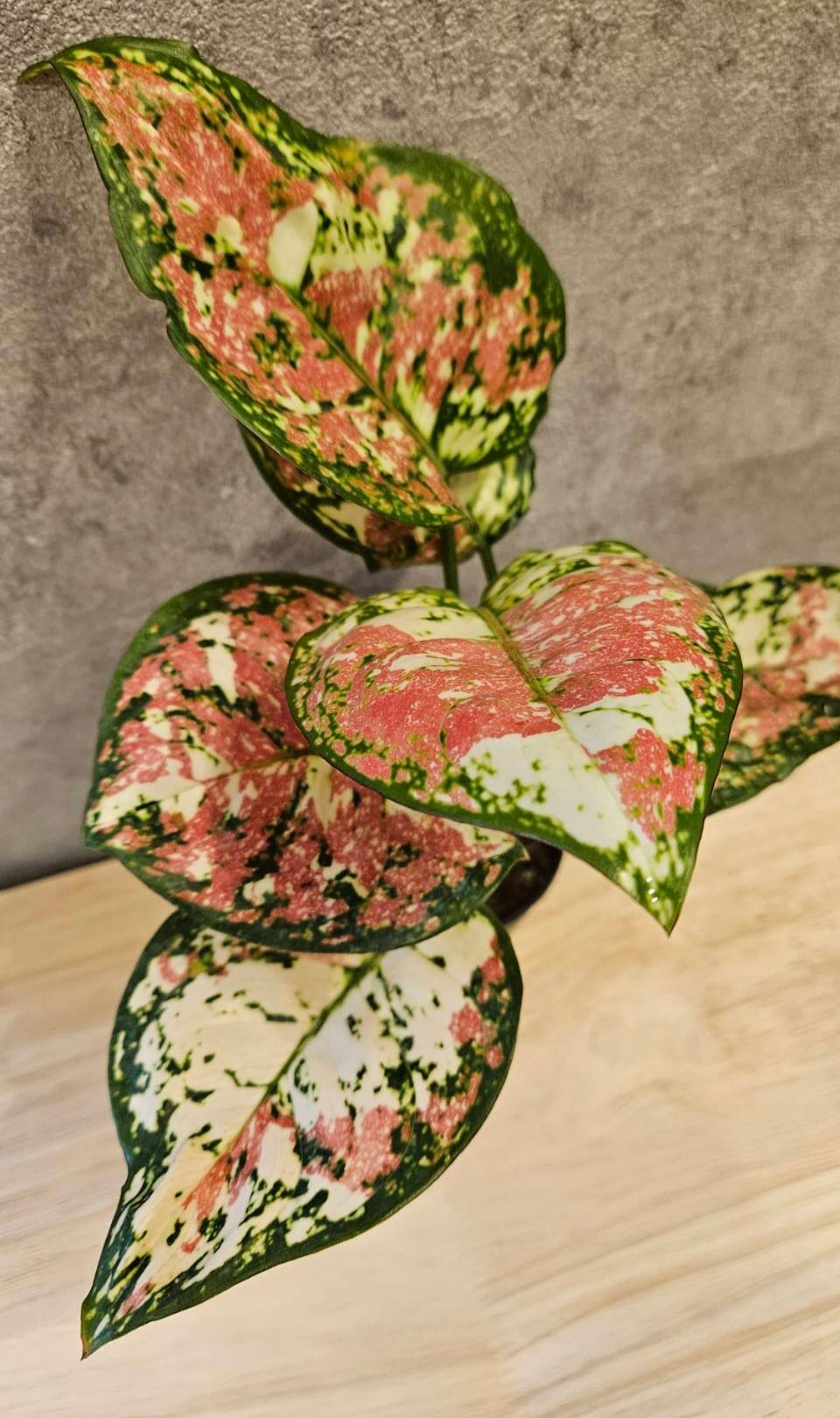 Aglaonema Unyamanee Tricolor アグラオネマ アンヤマニー トリカラー