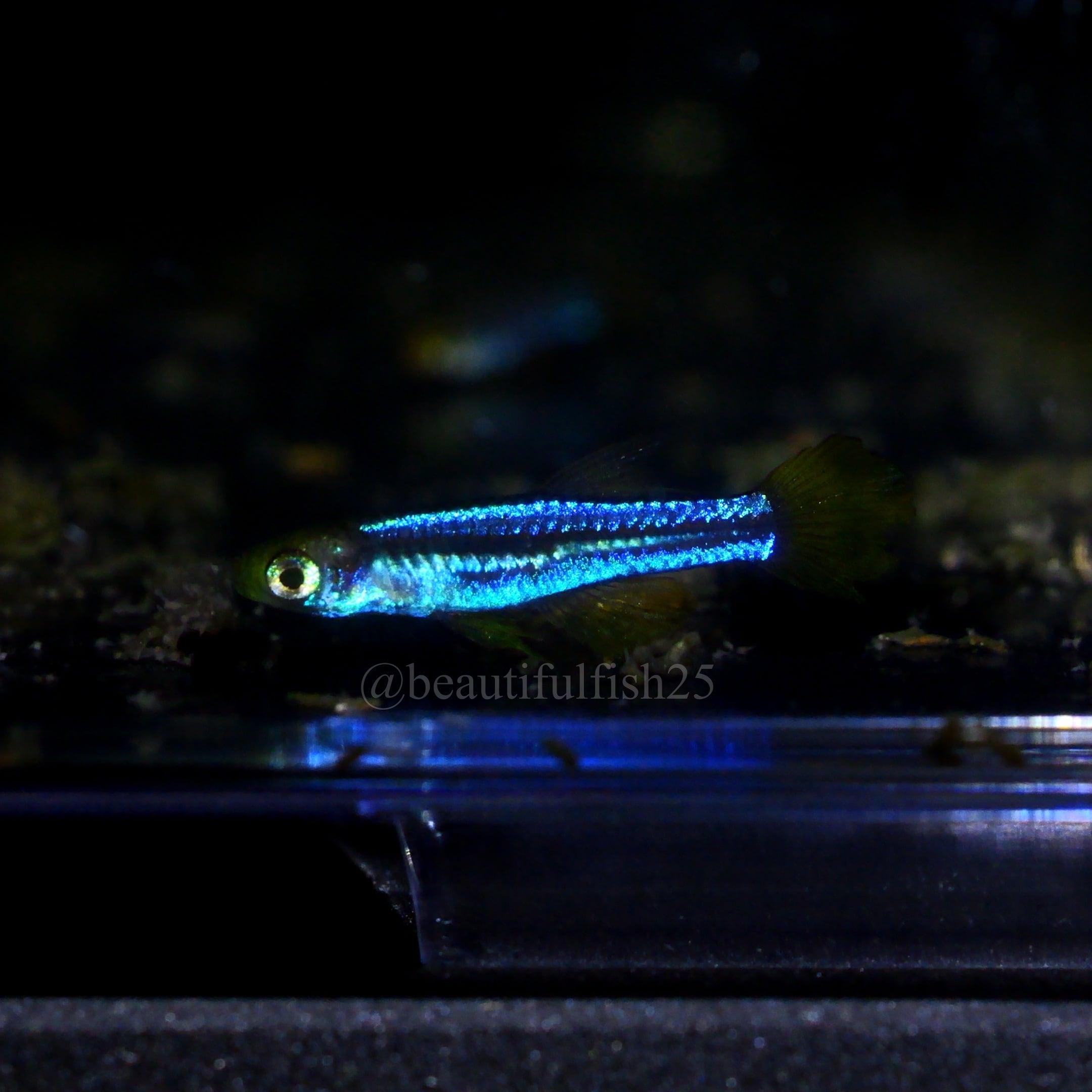 卵生メダカ Aphyosemion(Episemion)krystallinoron Aconibe-Oveng