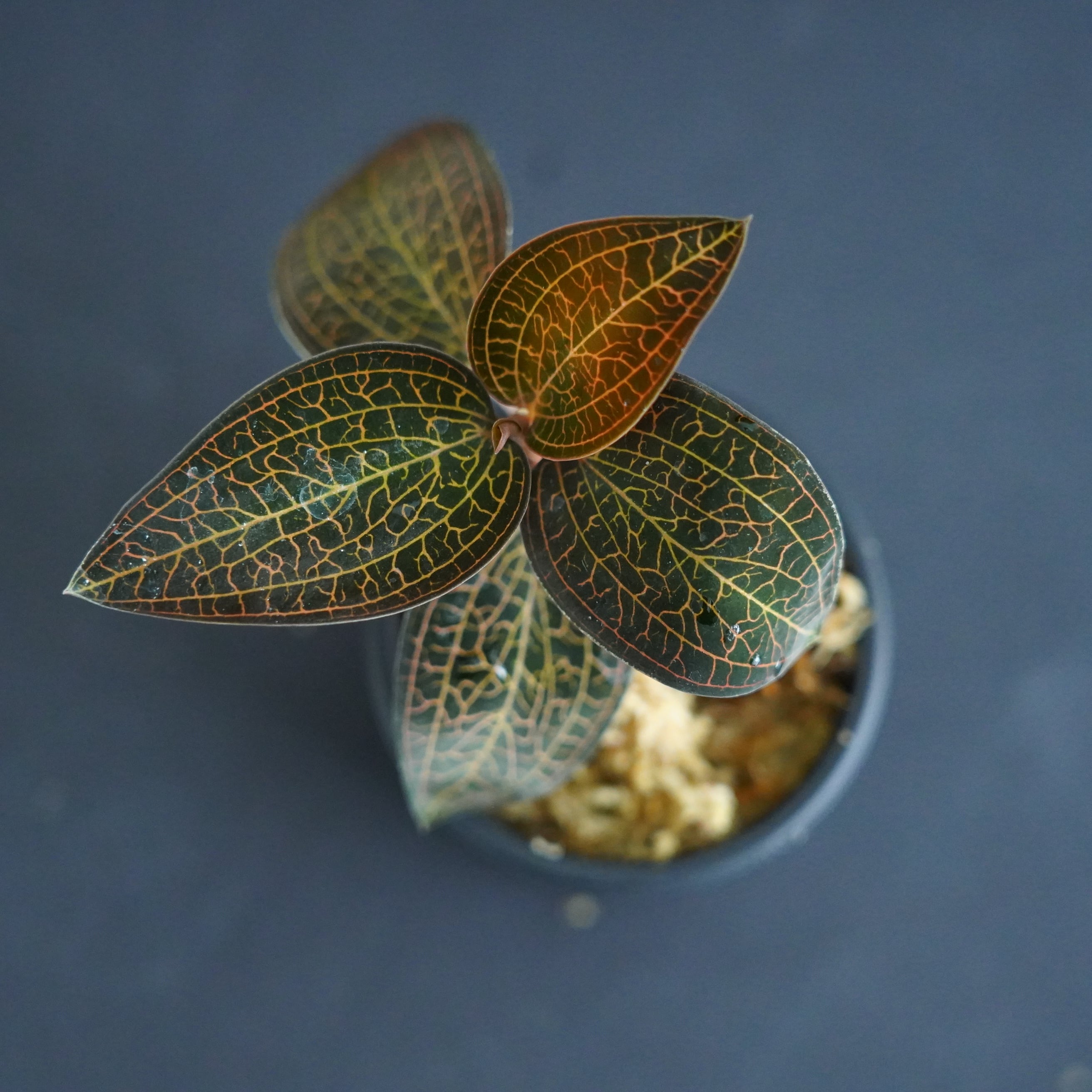 ◇現品◇ルドキルス【ジュエルオーキッド宝石蘭／石崎バイオ】#722