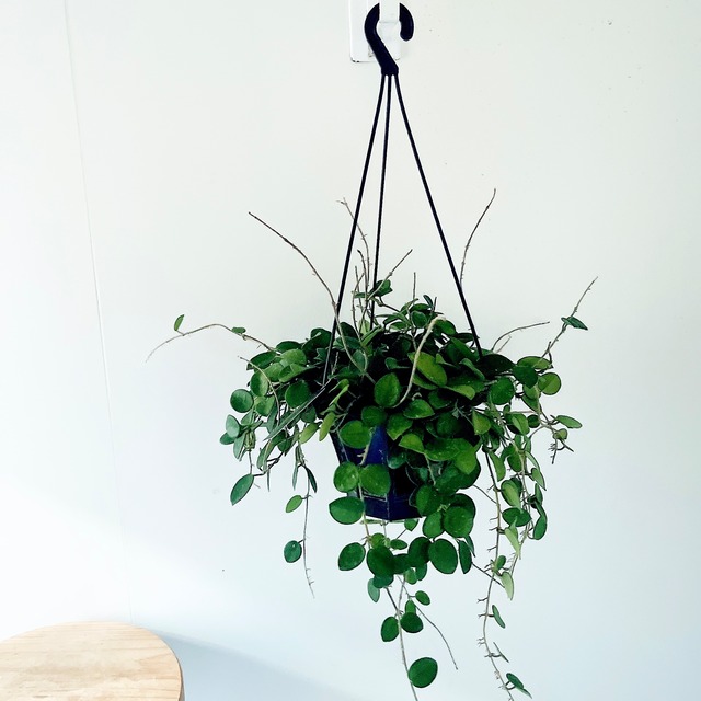 斑入りの丸い葉っぱ✳︎ホヤ マチルダ ハンギング 観葉植物 calm cafe