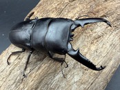 《ツシマヒラタクワガタ 71.5mm ペア》