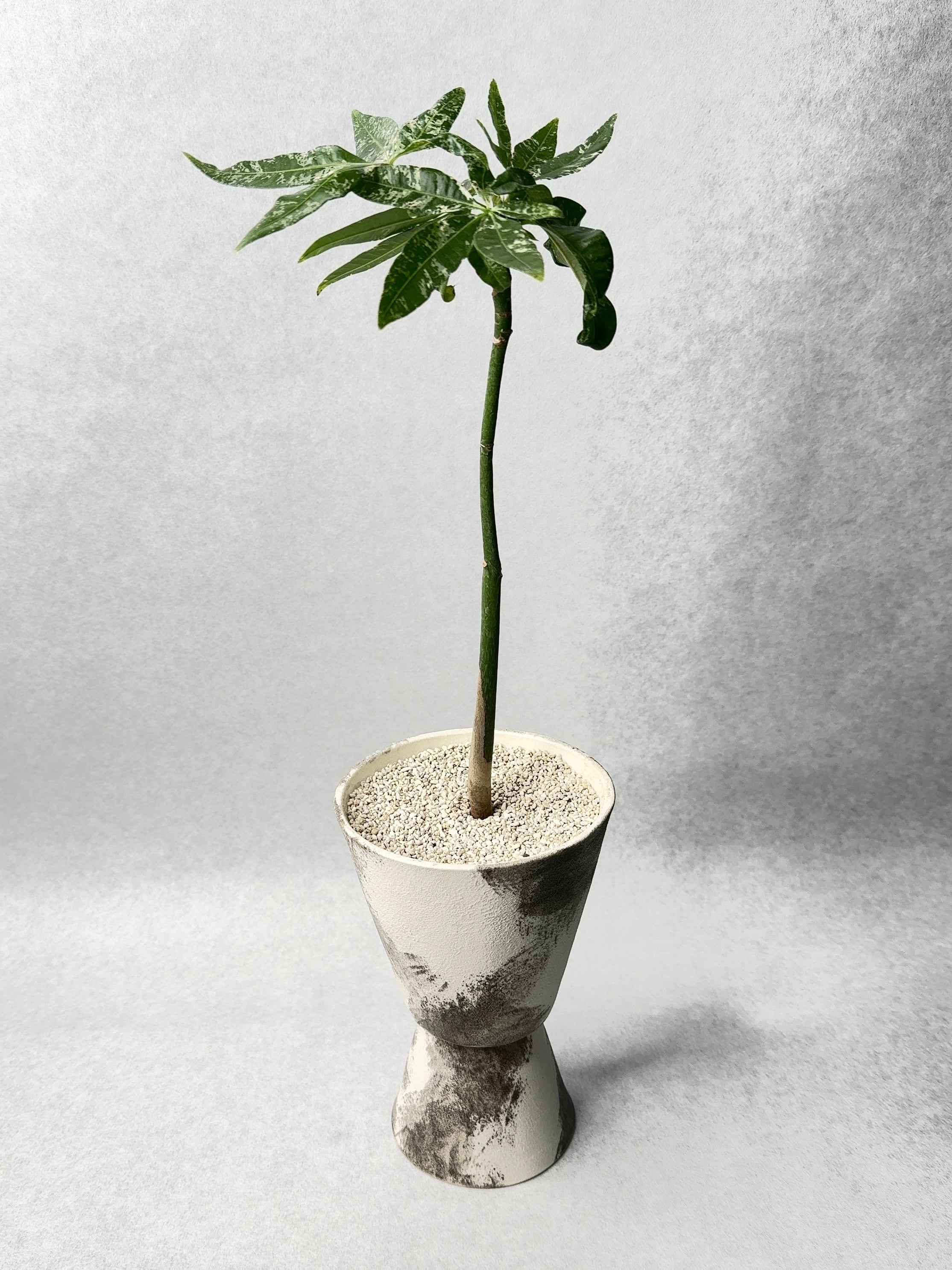 パキラ・ミルキーウェイ実生