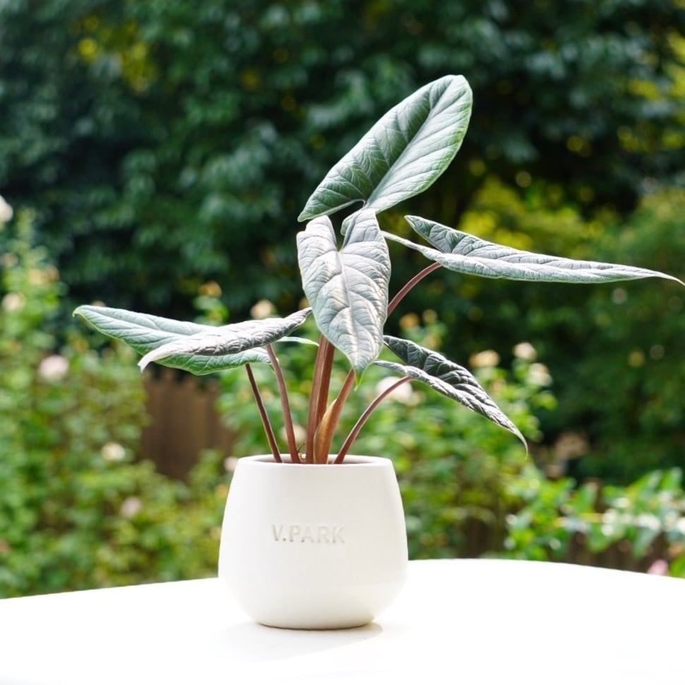 全ての植物 | V.PARK