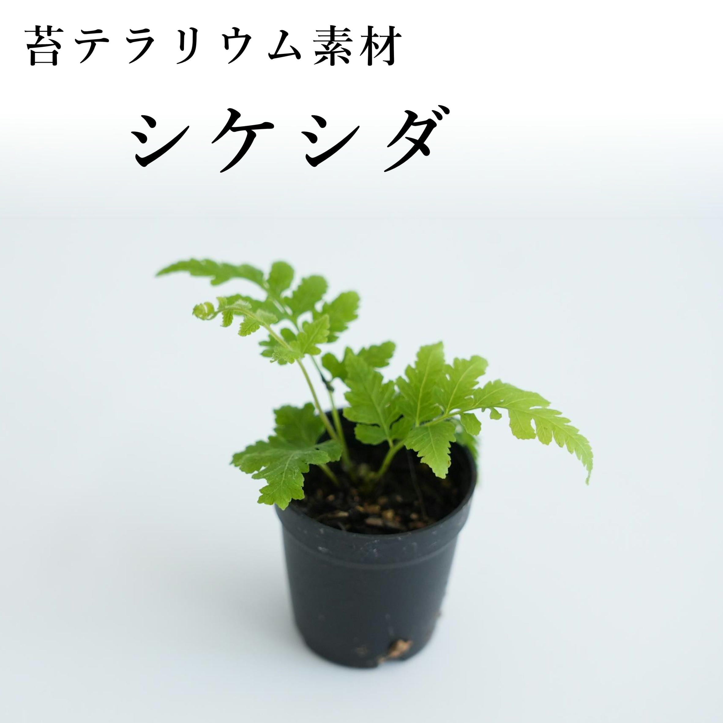 シダ植物 | 苔テラリウム専門ショップ道草