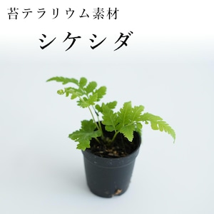 シケシダ（シダ植物）苔テラリウム作製用素材