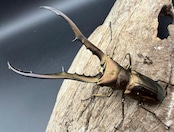 【WD】《メタリフェルホソアカ亜種フィナエ 76.5mm A’品ペア》