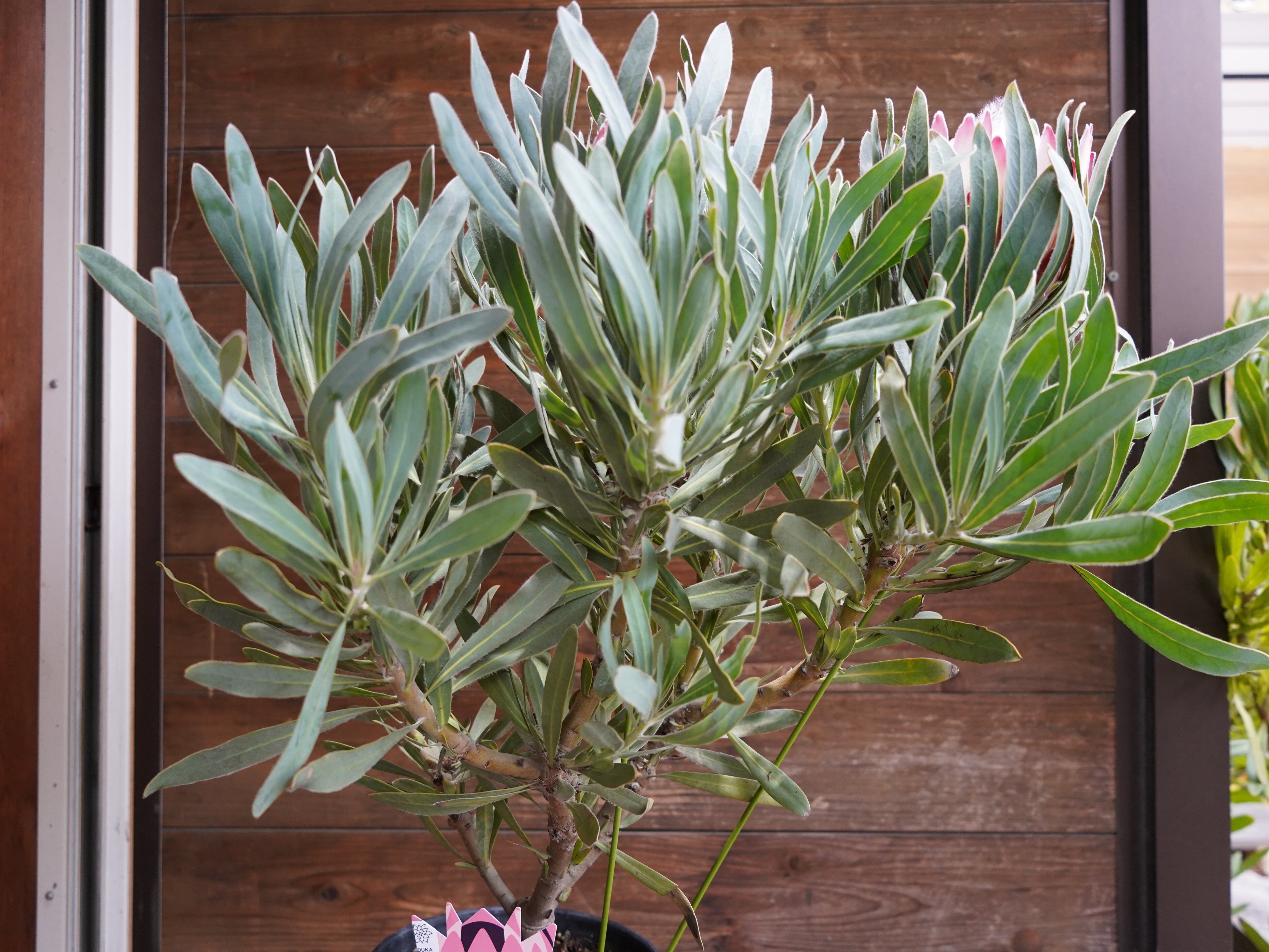 【現物】プロテア　”ポッサムマジック”