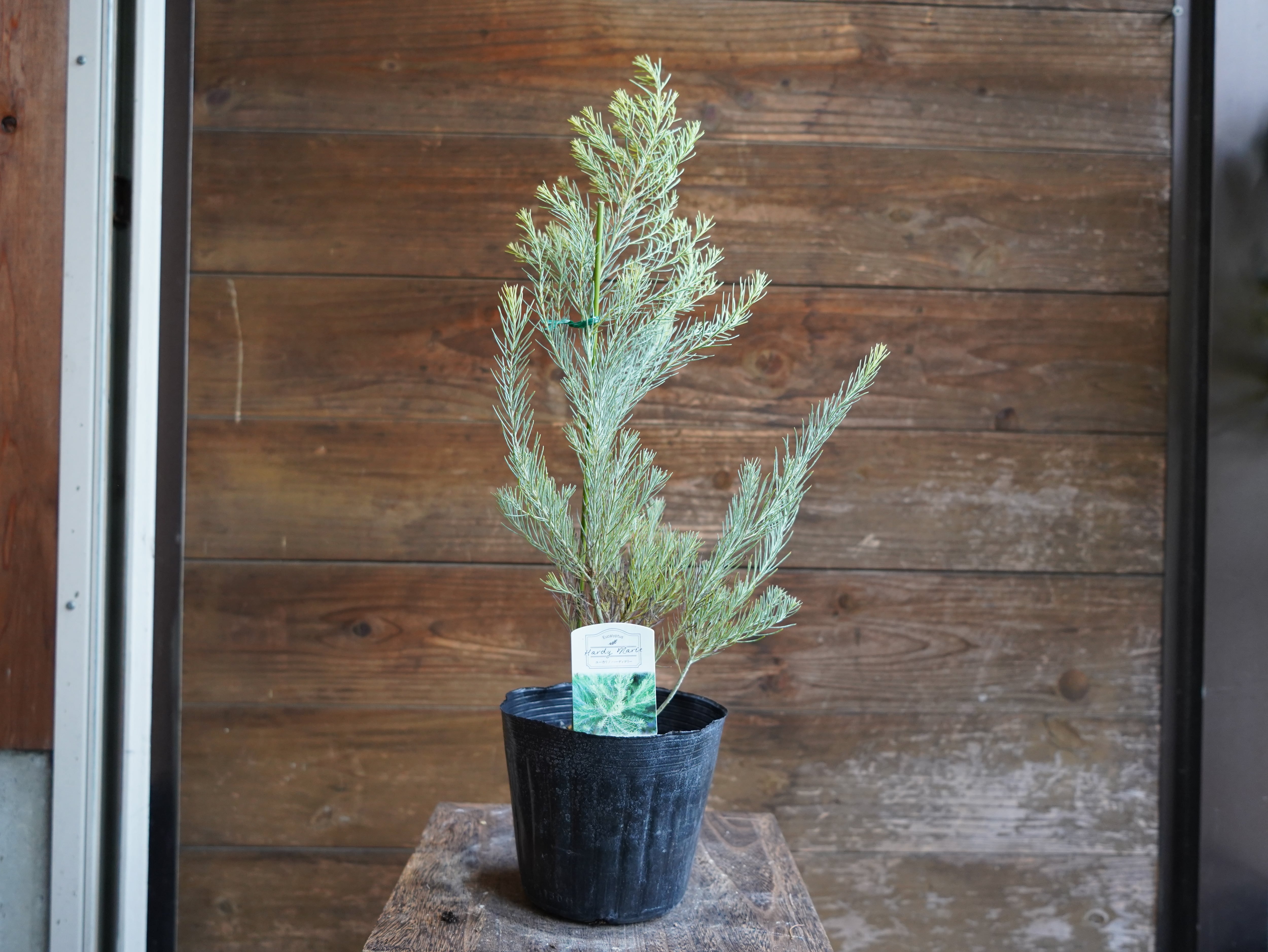 【現物】ユーカリ　”フォーマニー”