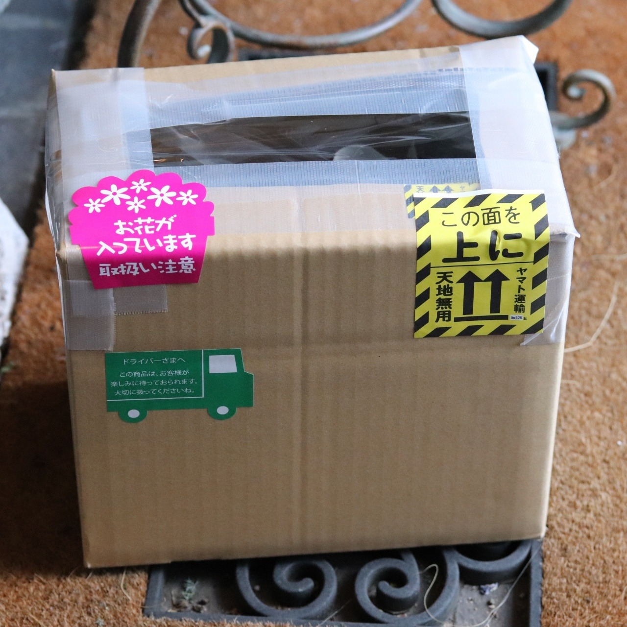 mondimanche ペチュニア　栄養系　Rin りん　すじ入りピンク｜小さなお花　暑さ、雨に強く寄せ植えにオススメ