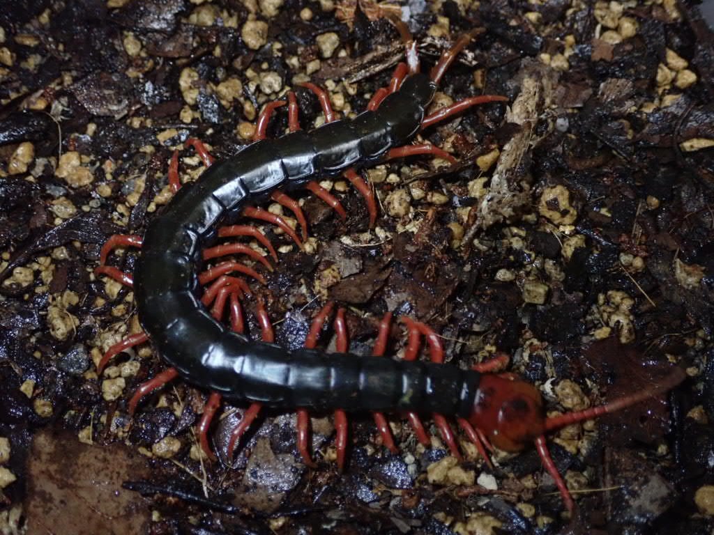 Centipede ムカデ | Bebe Rep. 奇蟲部門