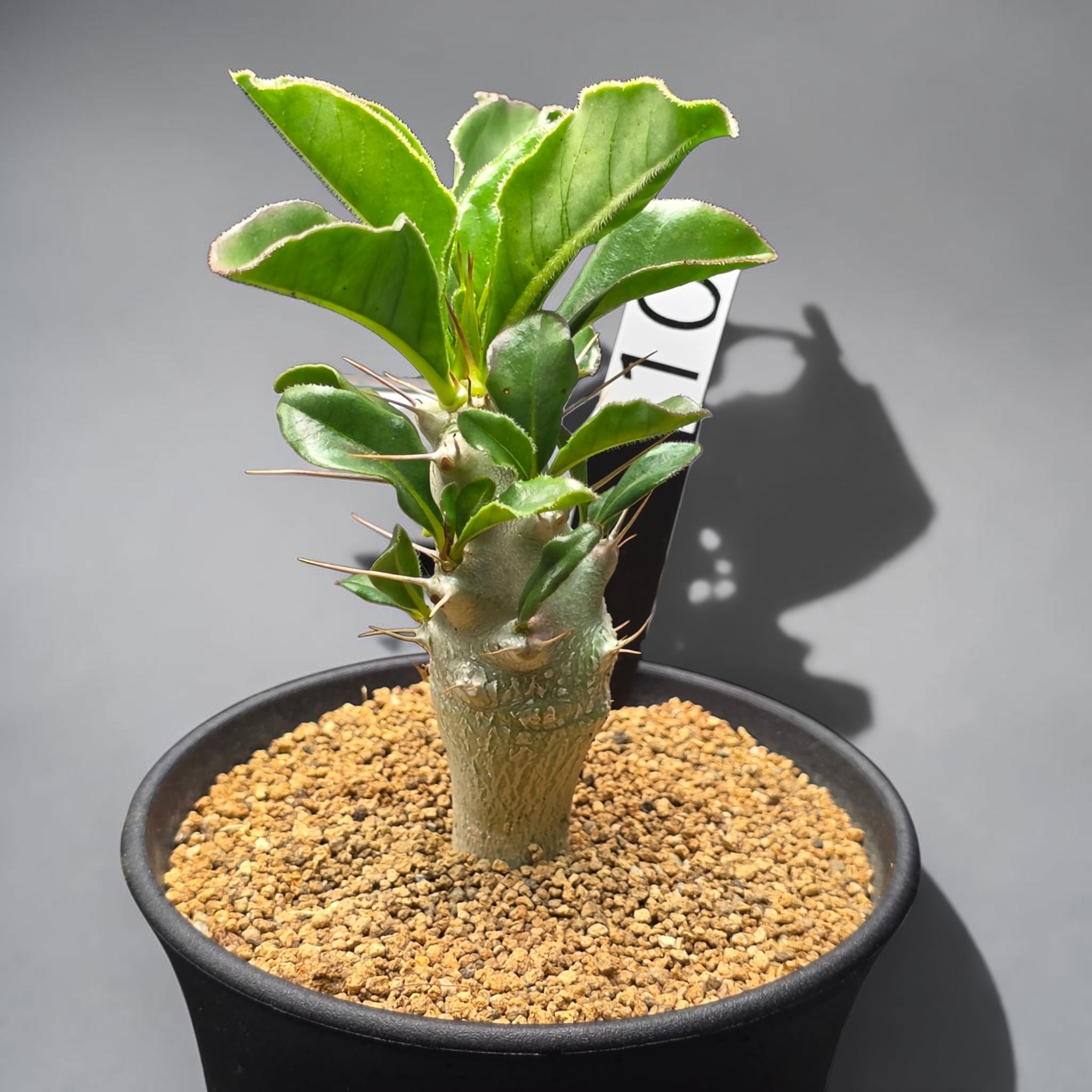 パキポディウム・サンデルシー 実生株 (和名：白馬城 / Pachypodium