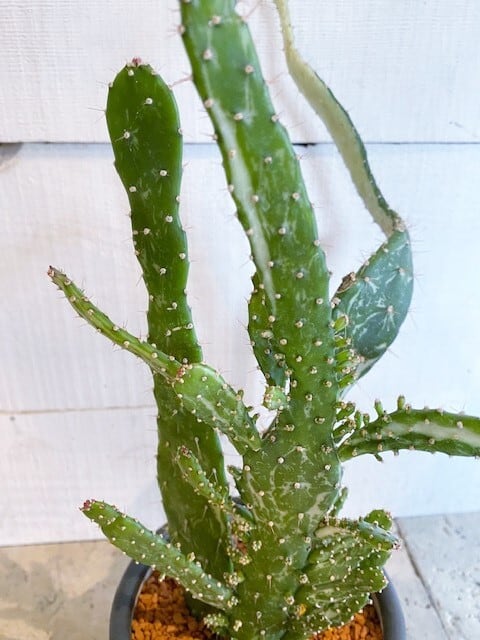 ウチワサボテン・マーブル 陶器鉢入り ※Φ15cm | Botanical56