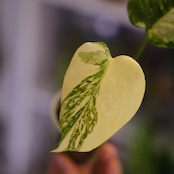 モンステラ・レガシー│Monstera deliciosa ‘Legacy'⑨│観葉植物