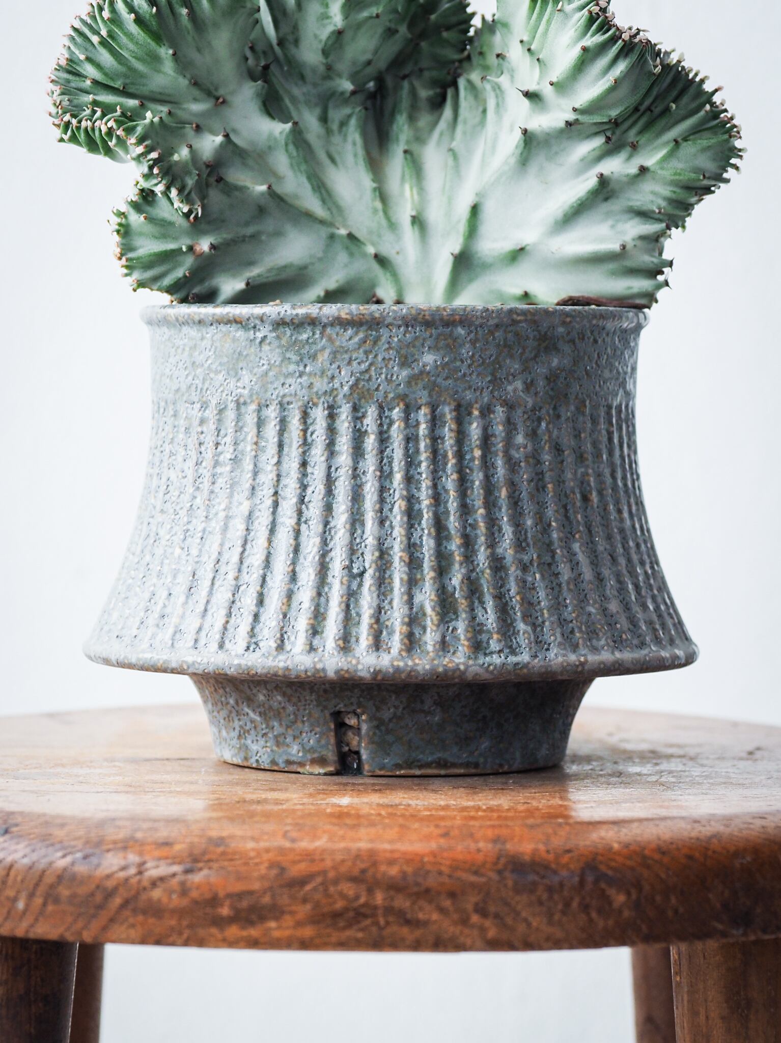 ユーフォルビア ラクテア (30年物） ラクテア 黄色斑入り 綴化 H20w22 ユーフォルビア 送料無料