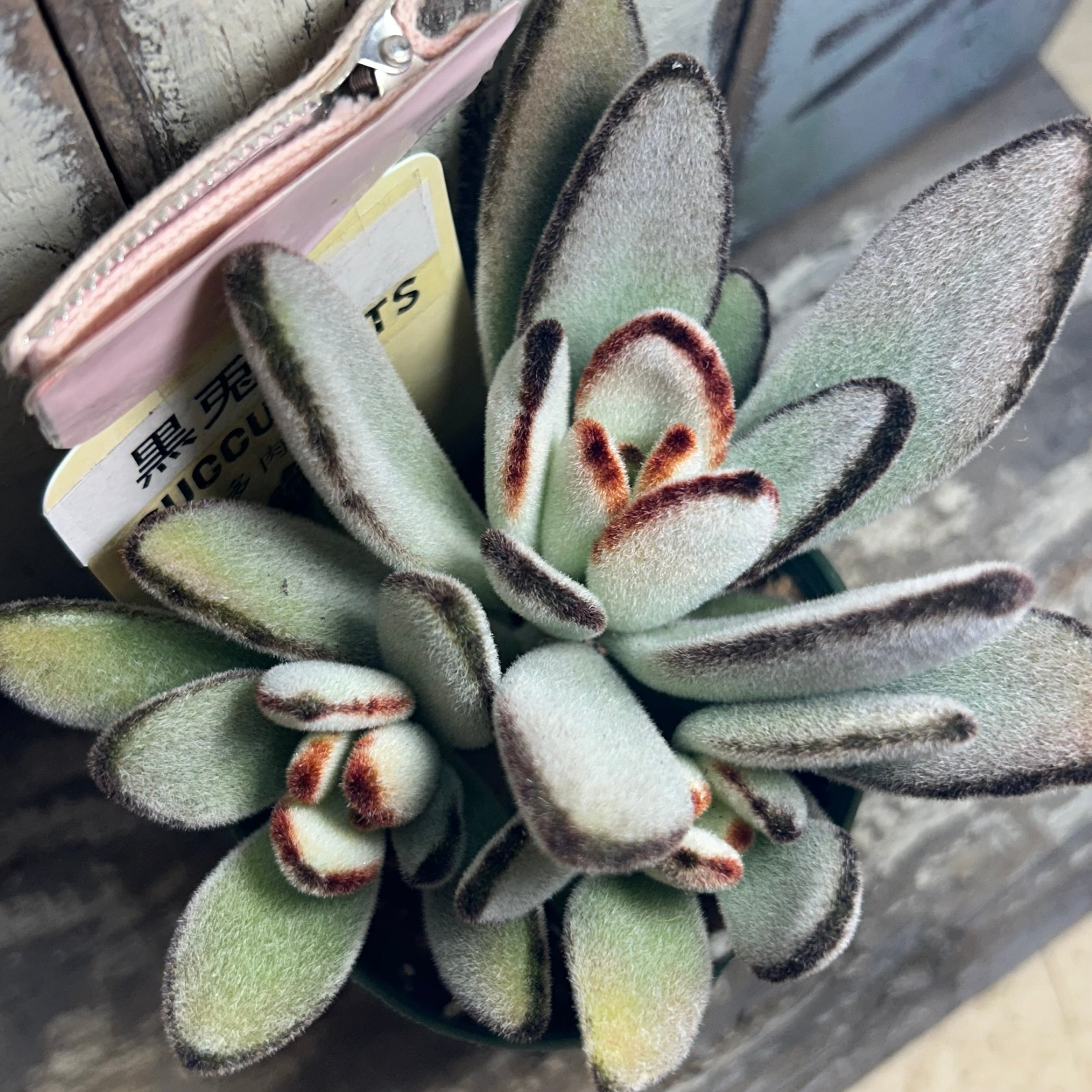 多肉植物 | RuPo 多肉植物専門店