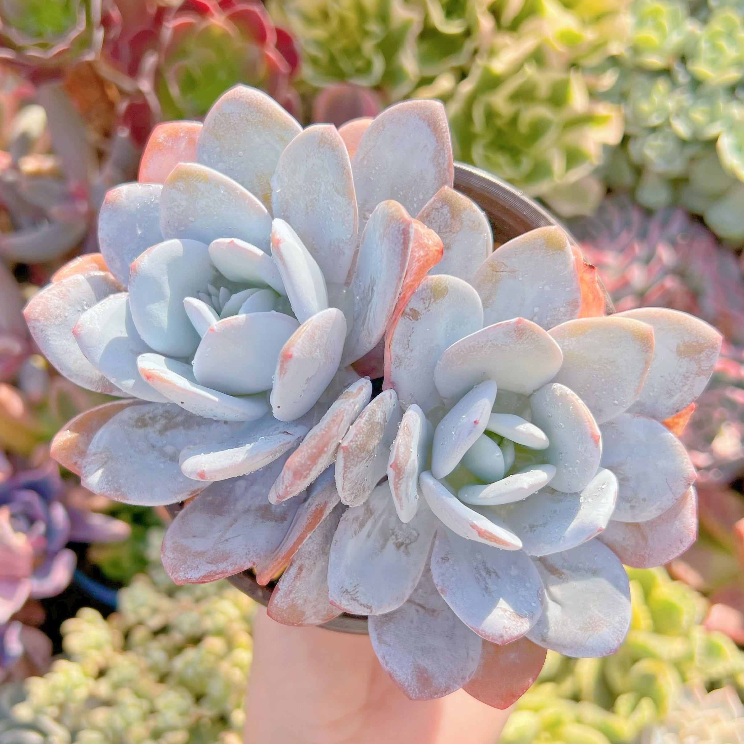 現品　ピンクラウイ#2189　大群生　るる農園